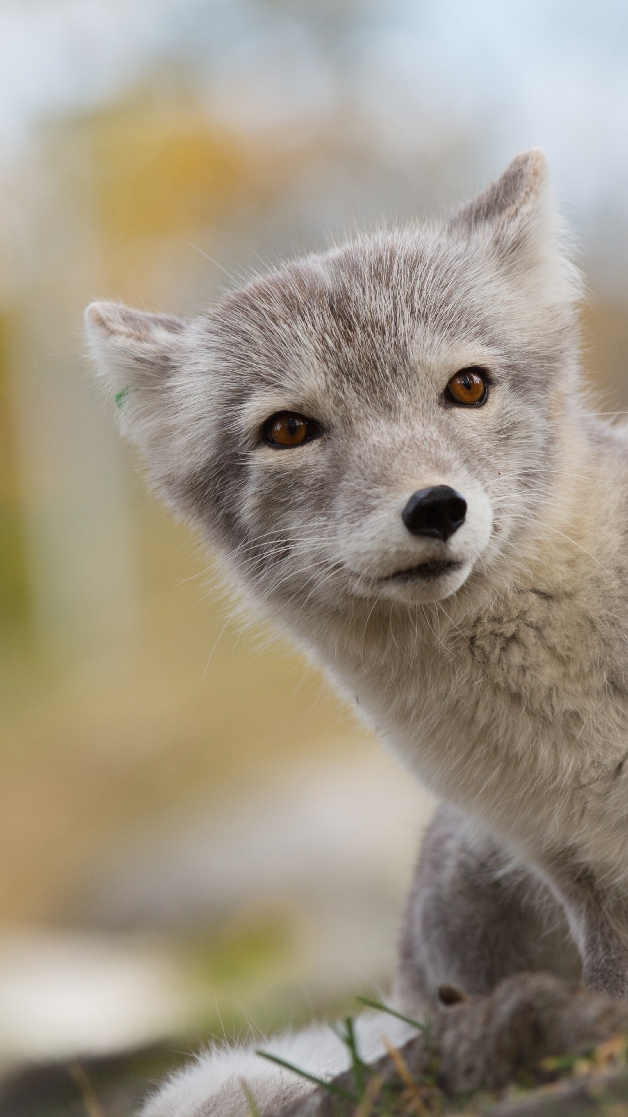 Arctic Fox, Northern hemisphere treasure, Mysterious animal, Enchanting species, 2160x3840 4K Phone