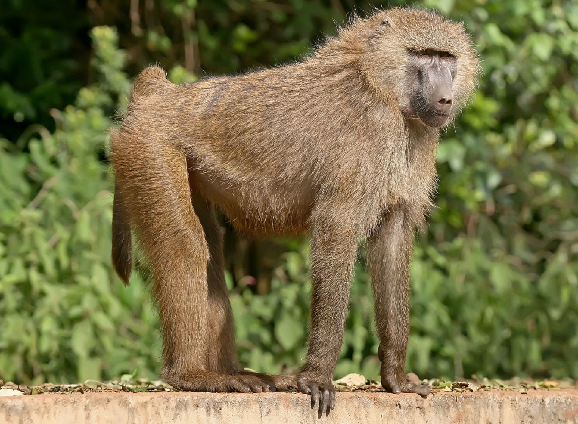 Baboon wallpapers, HD photos, Cool animal shots, Wildlife beauty, 1920x1410 HD Desktop