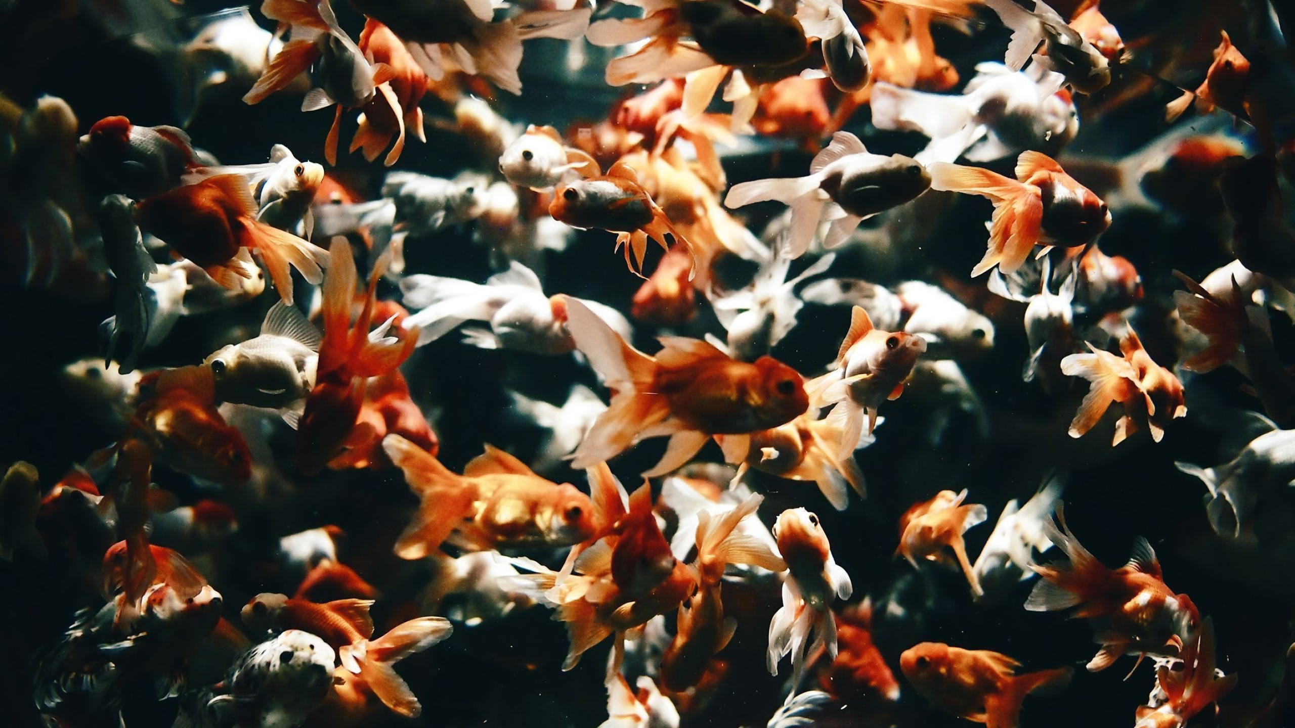 Goldfish, Desktop wallpapers, High-definition, Aquatic beauty, 2560x1440 HD Desktop