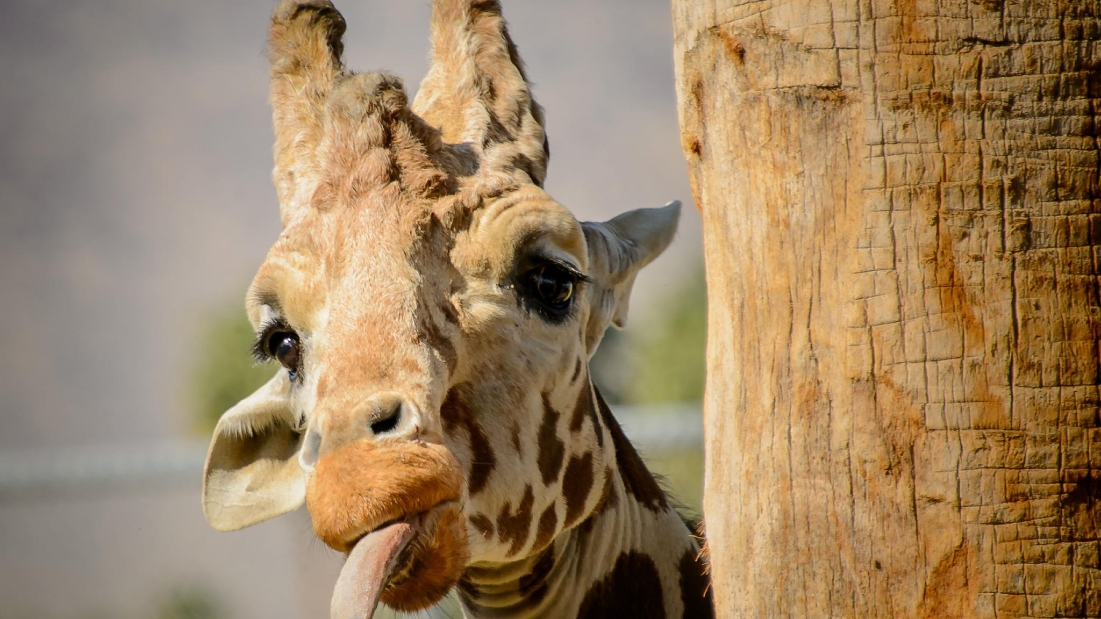 Playful giraffe tongue, Mischief in hiding, Endearing troll, Whimsical wildlife, 3840x2160 4K Desktop