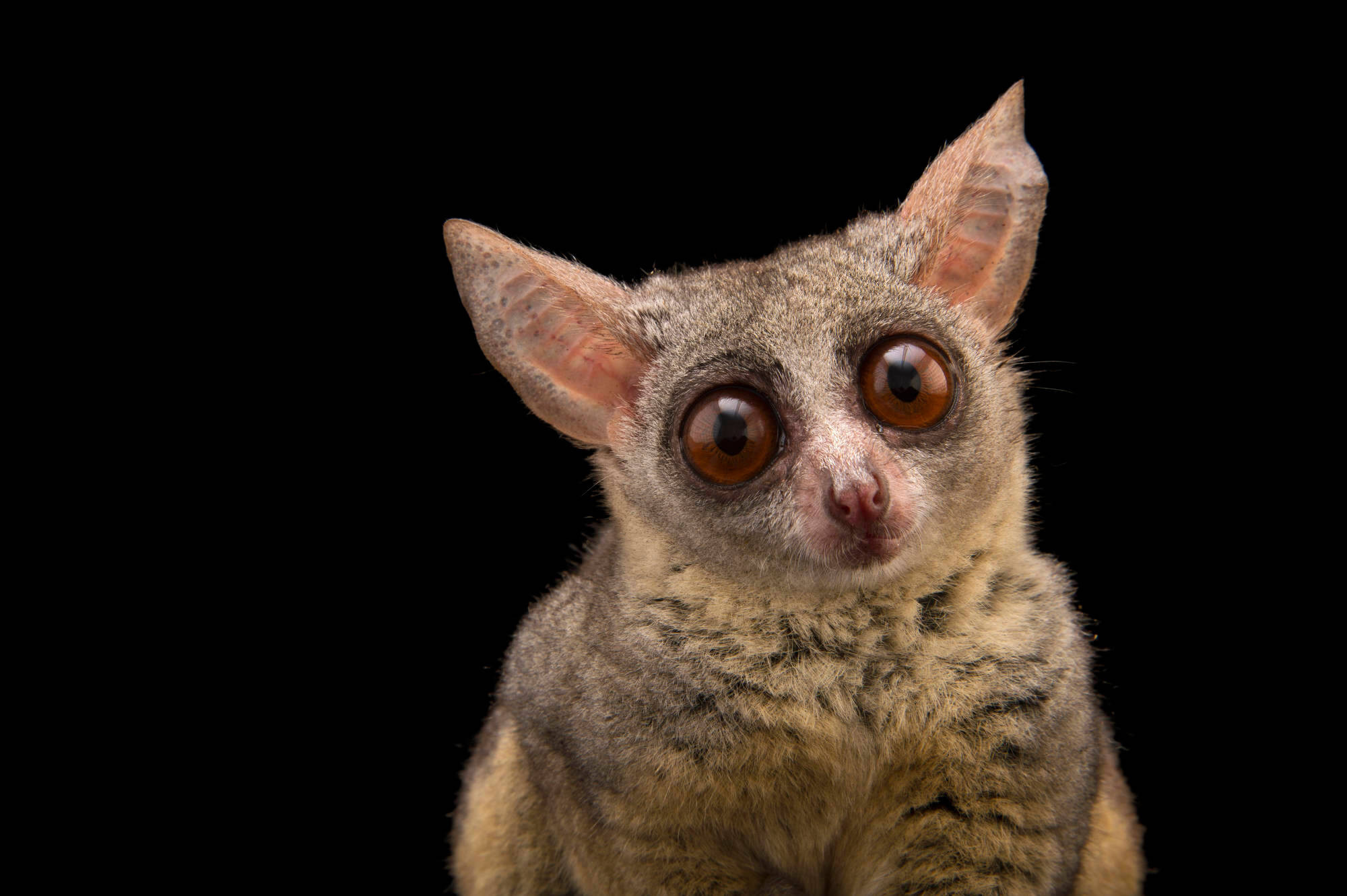 Bush Baby (Galago), Joel Sartore wildlife photography, Adorable primate, Ani099 00085, 2000x1340 HD Desktop