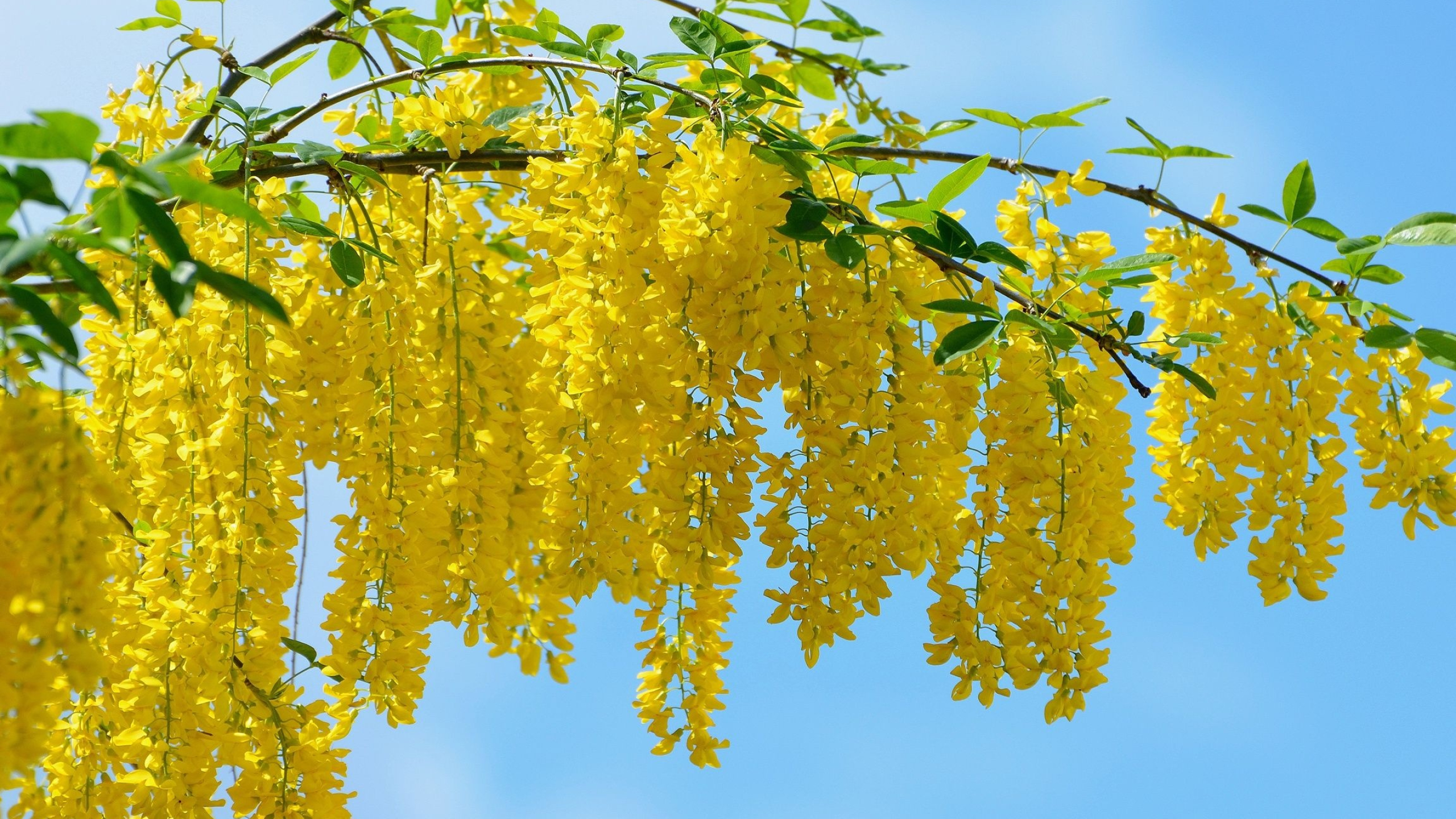 Acacia wallpapers, Nature's beauty, Desktop backgrounds, Captivating scenes, 2560x1440 HD Desktop