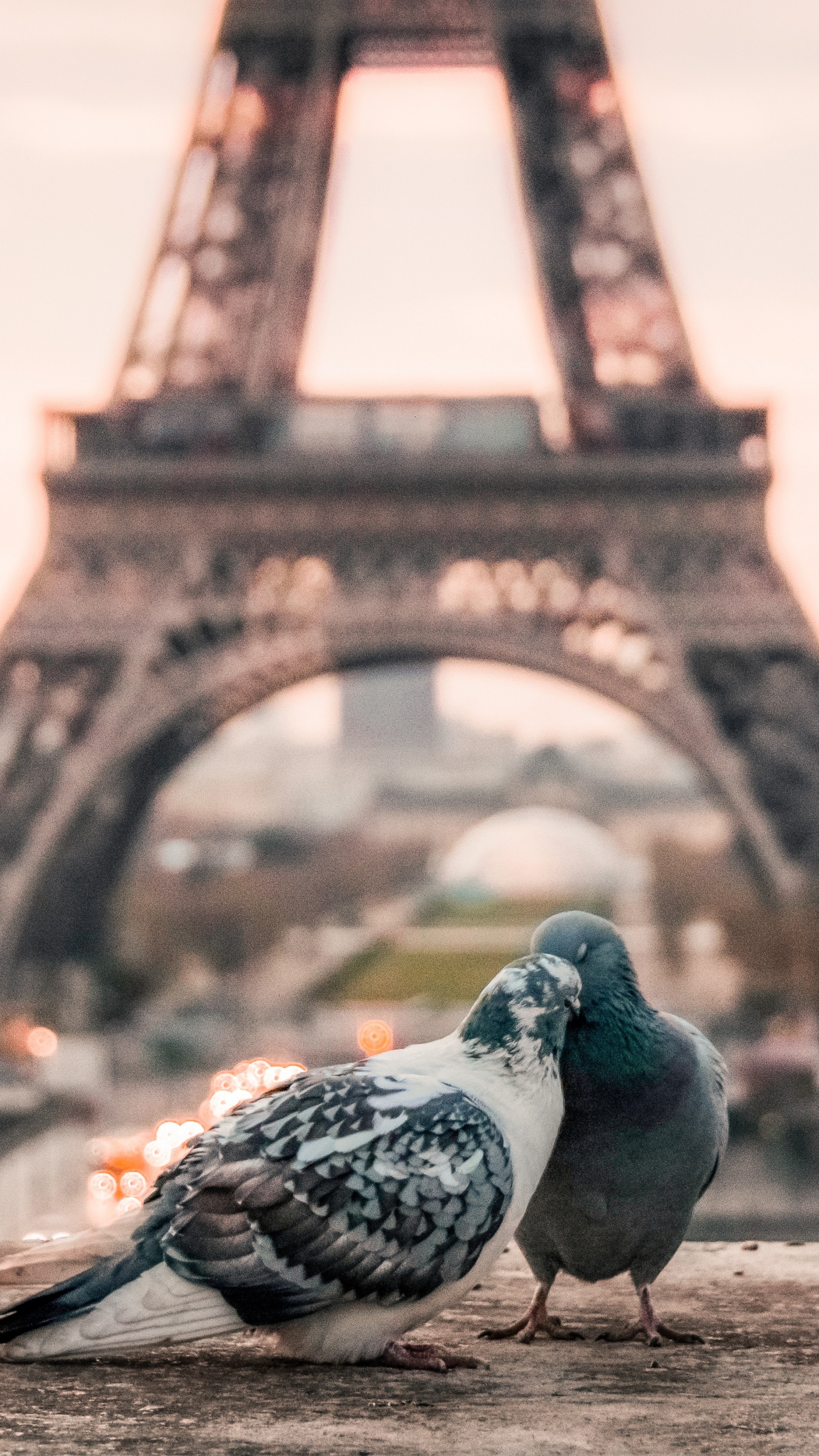 Couple, Pigeons Wallpaper, 2160x3840 4K Phone