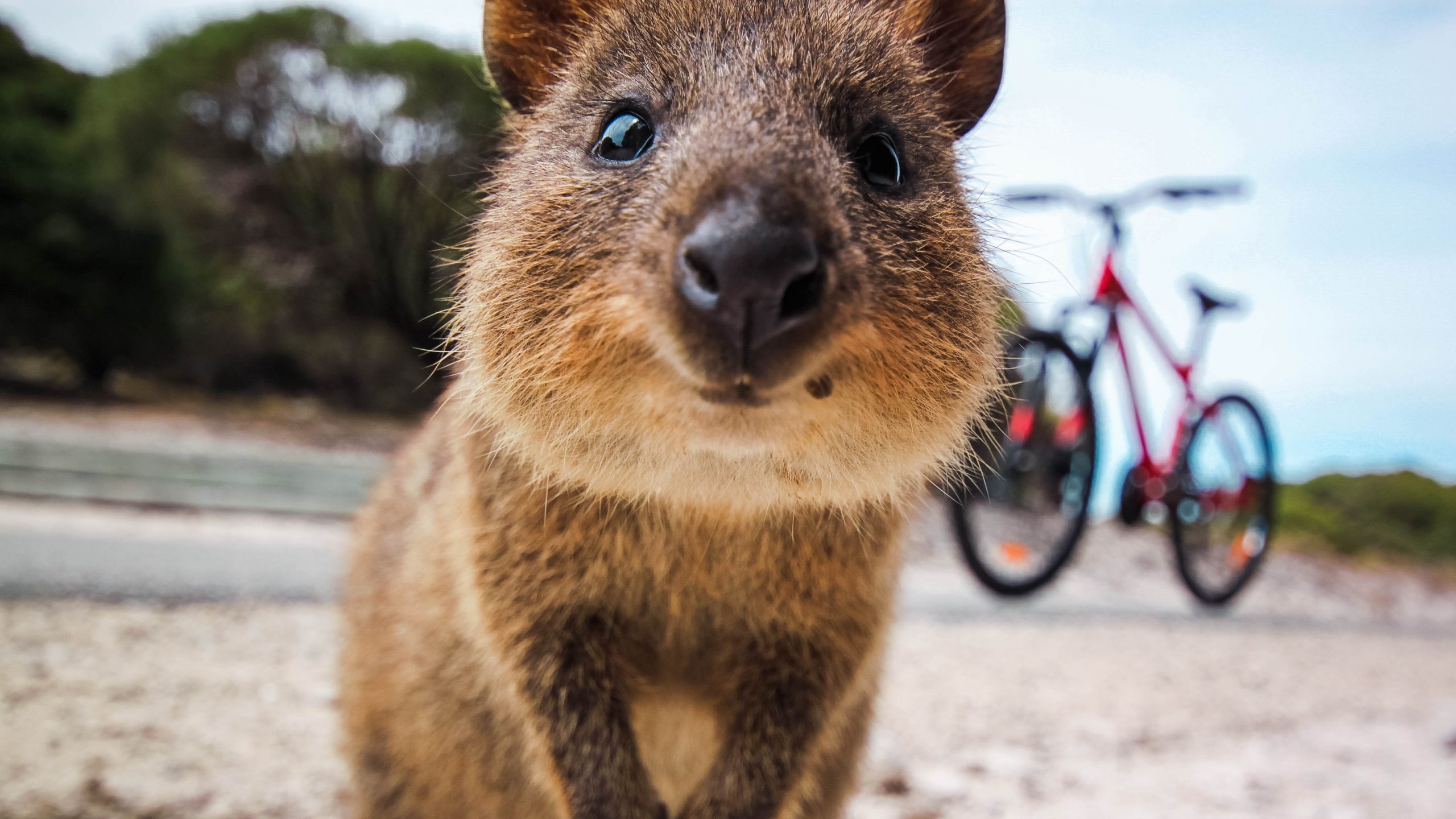 Quokka facts, Little-known secrets, Quirky marsupial, Famous human association, 2560x1440 HD Desktop