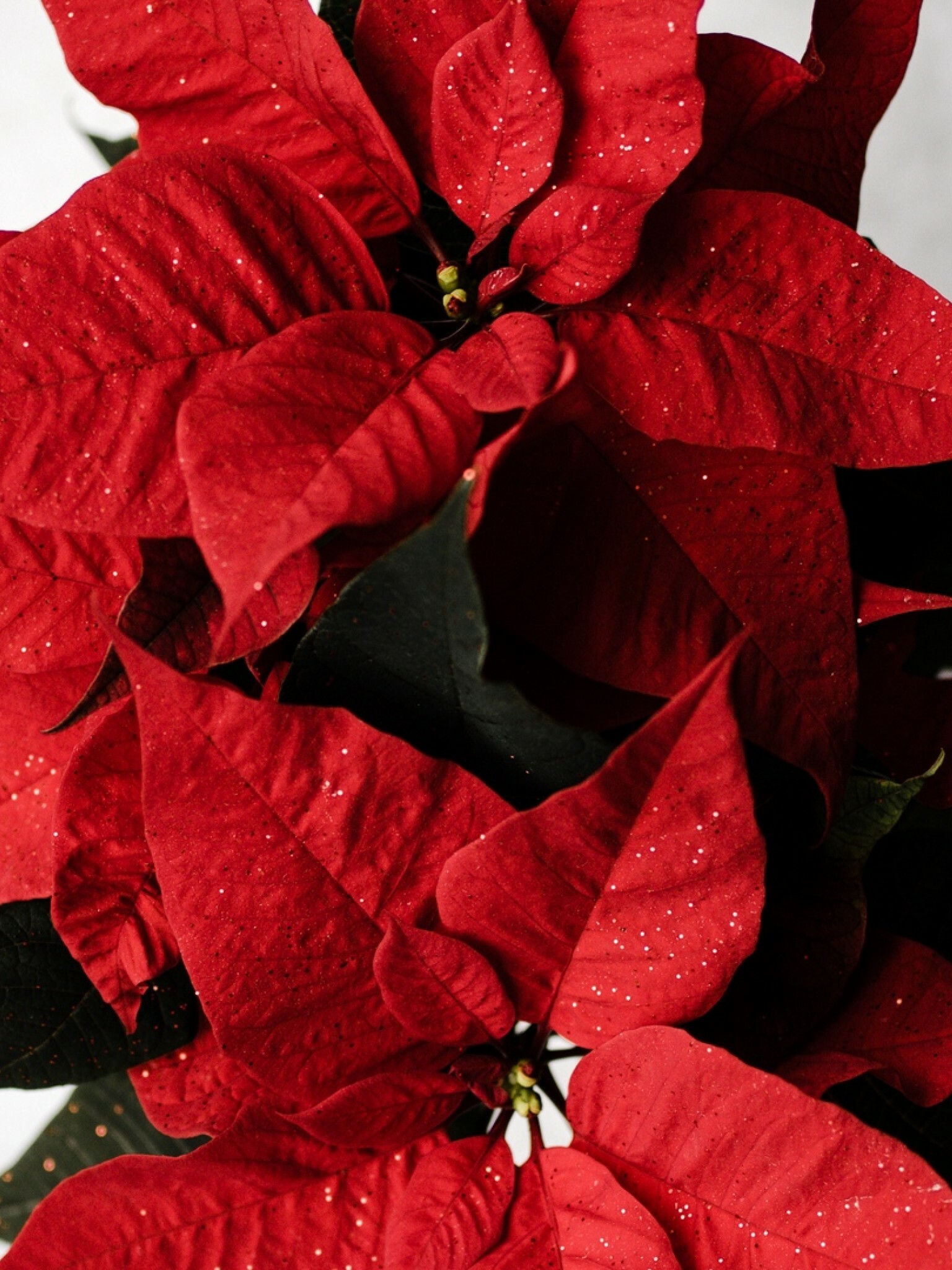 Holiday plant, Vibrant red leaves, Festive floral, Poinsettia arrangement, 1540x2050 HD Phone