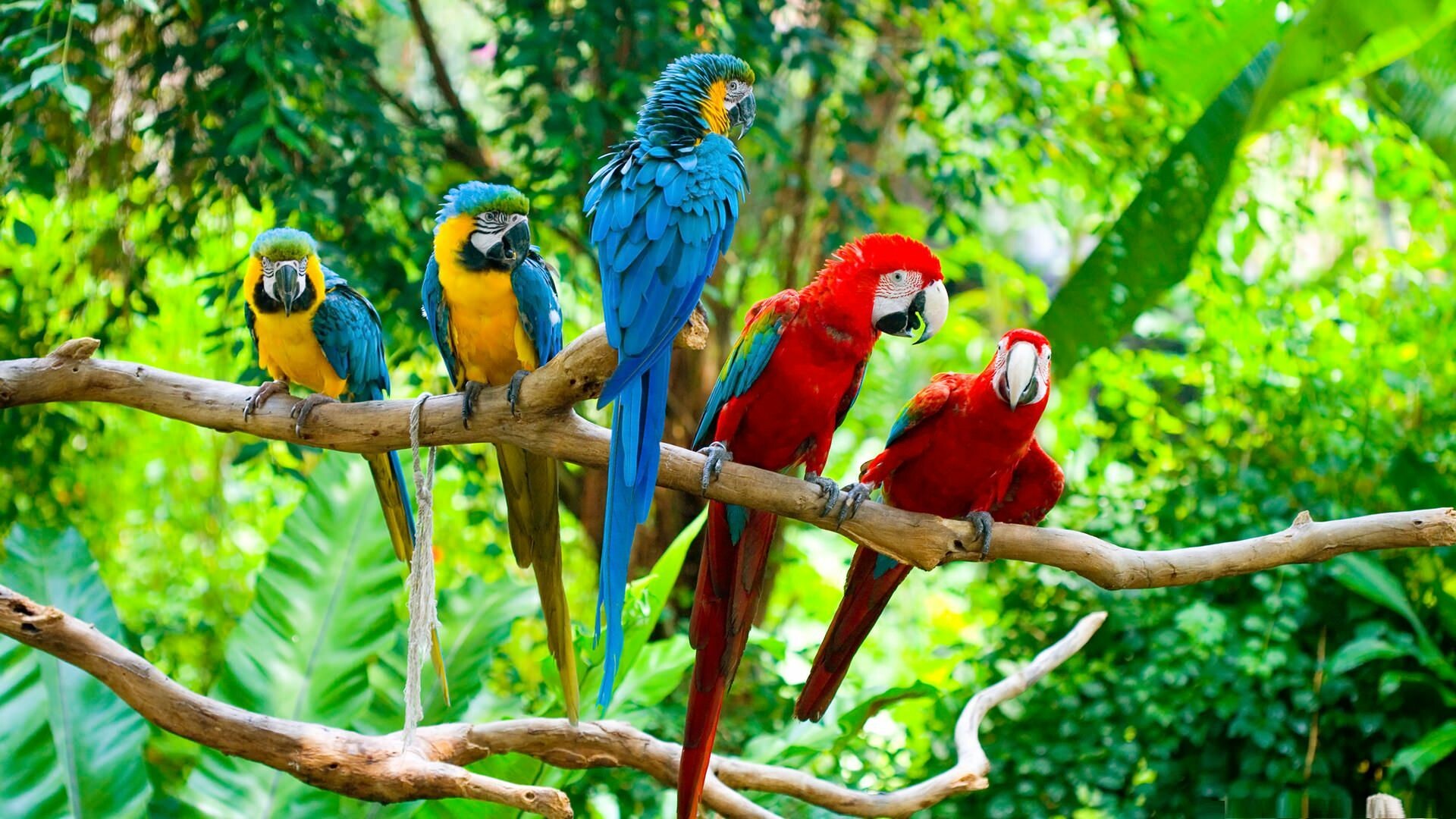 Group of macaw parrots, Beautiful birds, Stunning wallpaper, Eye-catching image, 1920x1080 Full HD Desktop