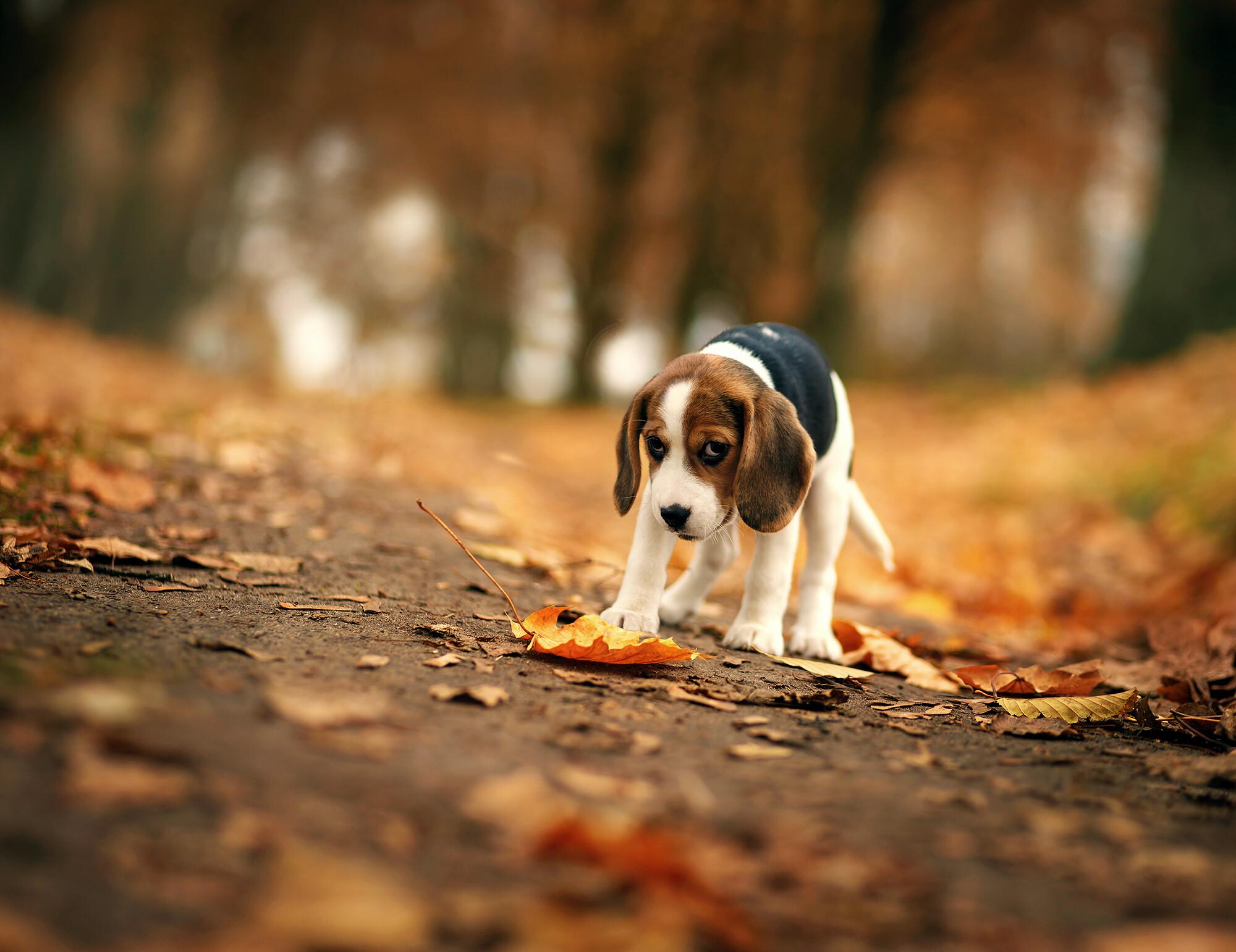 Autumn leaves, Beagles Wallpaper, 2000x1550 HD Desktop