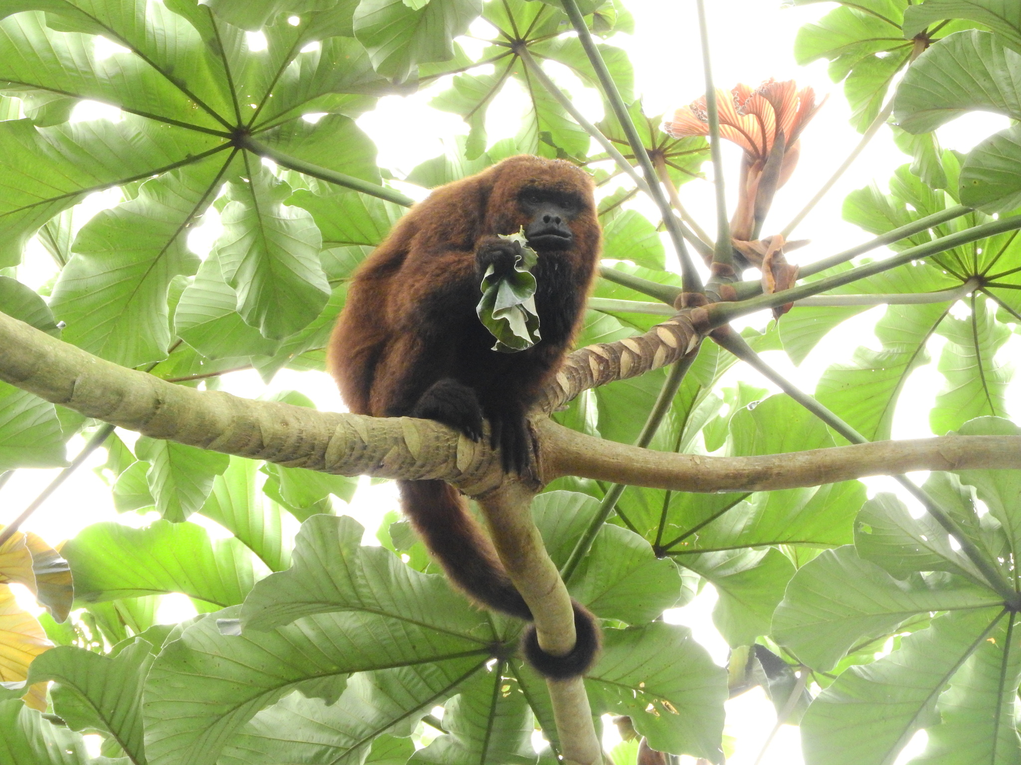 Brown Howler Monkey, Photos, Alouatta Guariba, iNaturalist, 2050x1540 HD Desktop