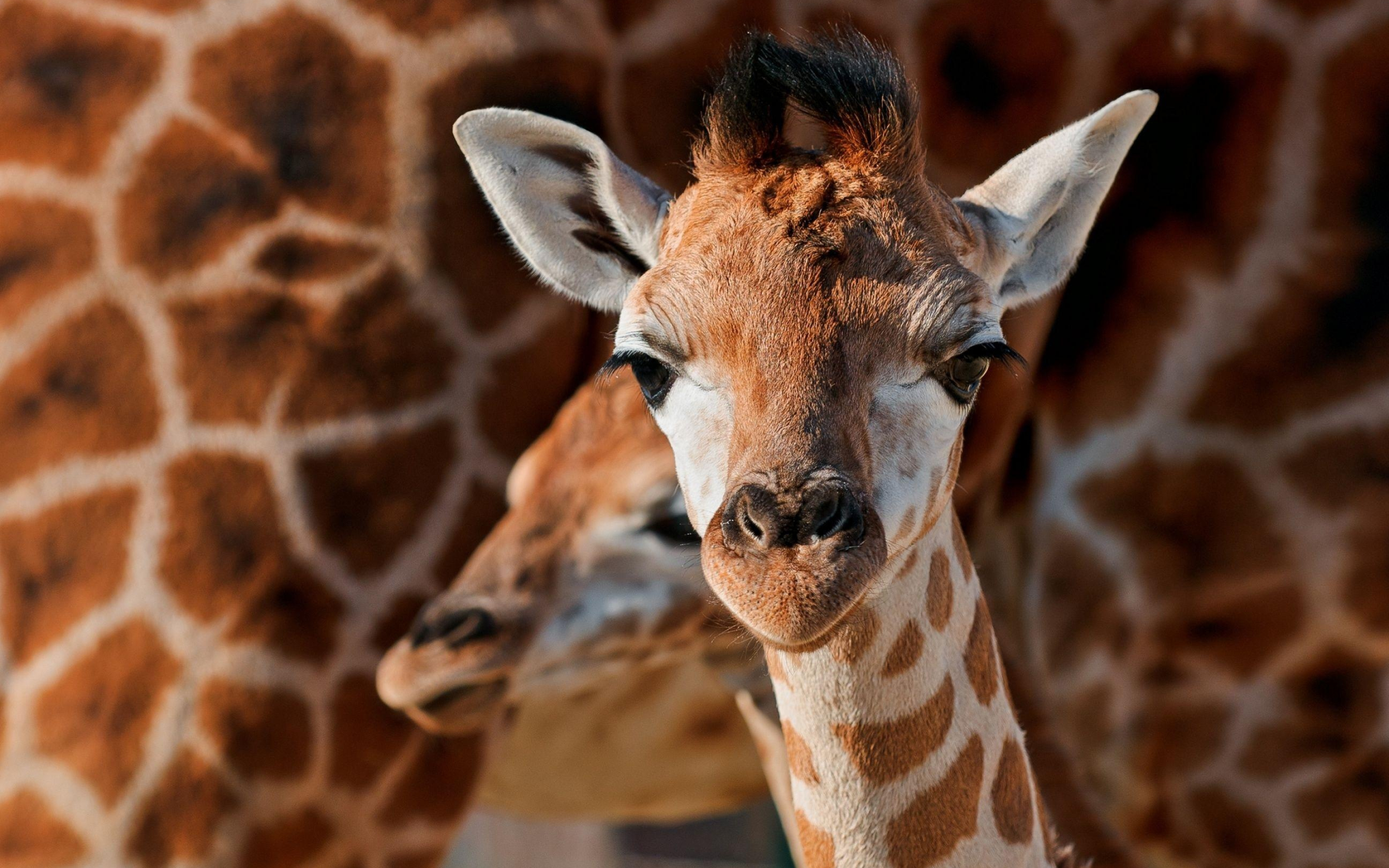 HD giraffe enchantment, Nature's wonders, Wildlife fascination, Visual delight, 2880x1800 HD Desktop