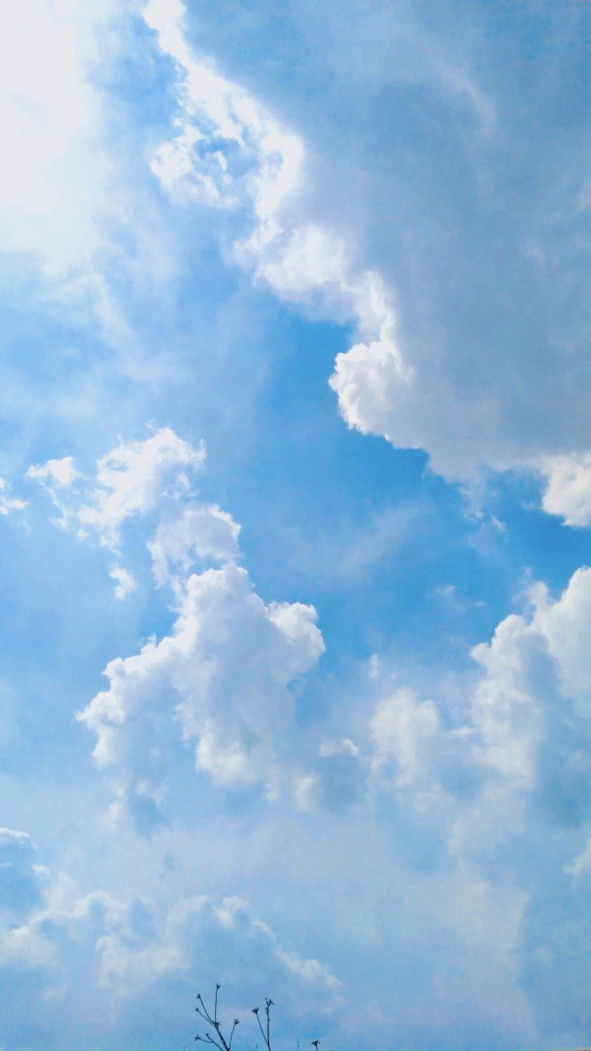 White cumulus clouds, Sunny bright blue sky, Silhouetted plant branches, HD Phone wallpaper