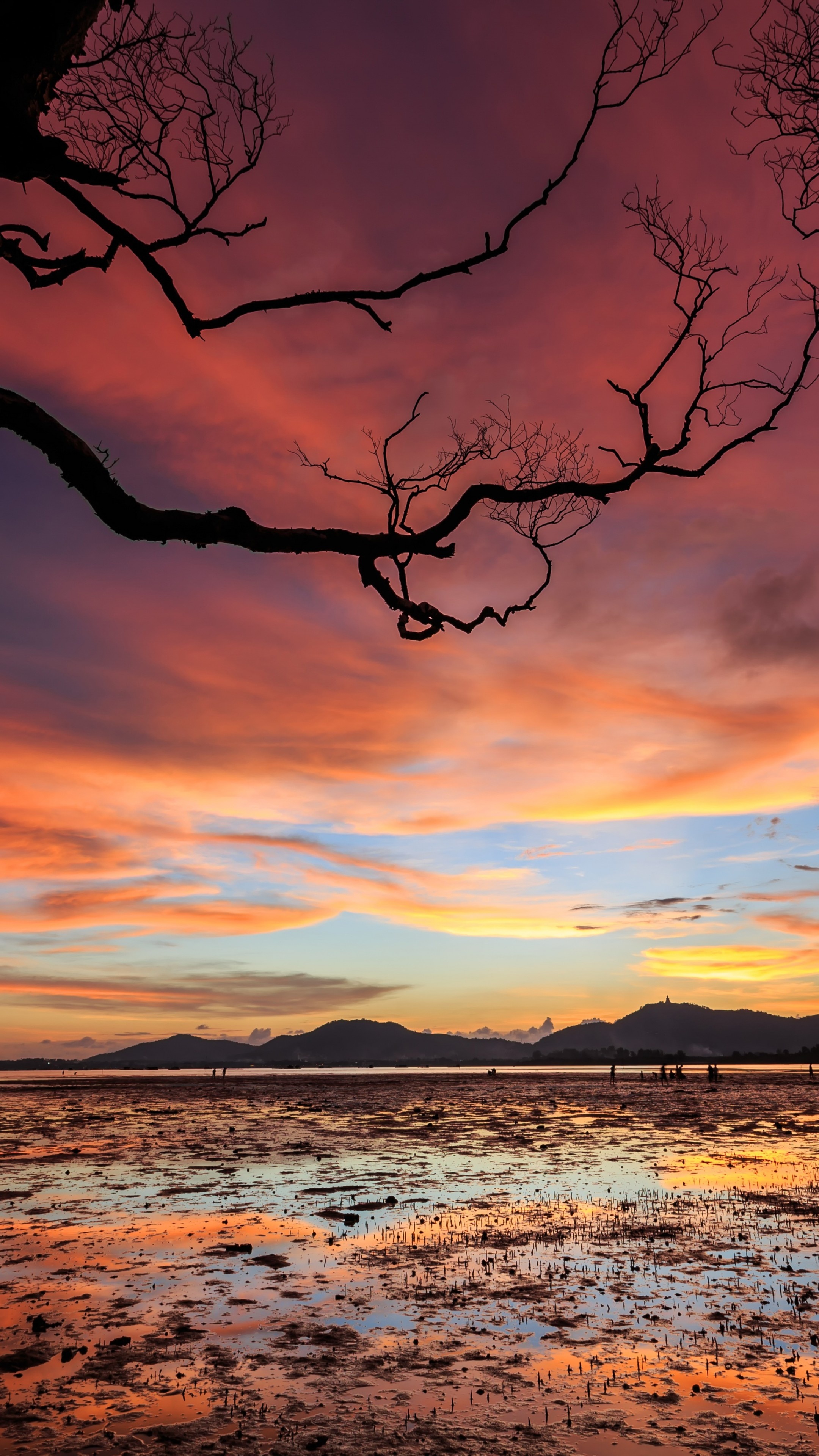 silhouetted bare tree branches, low tide mudflat reflections, fiery dusk sky, 4K Phone wallpaper