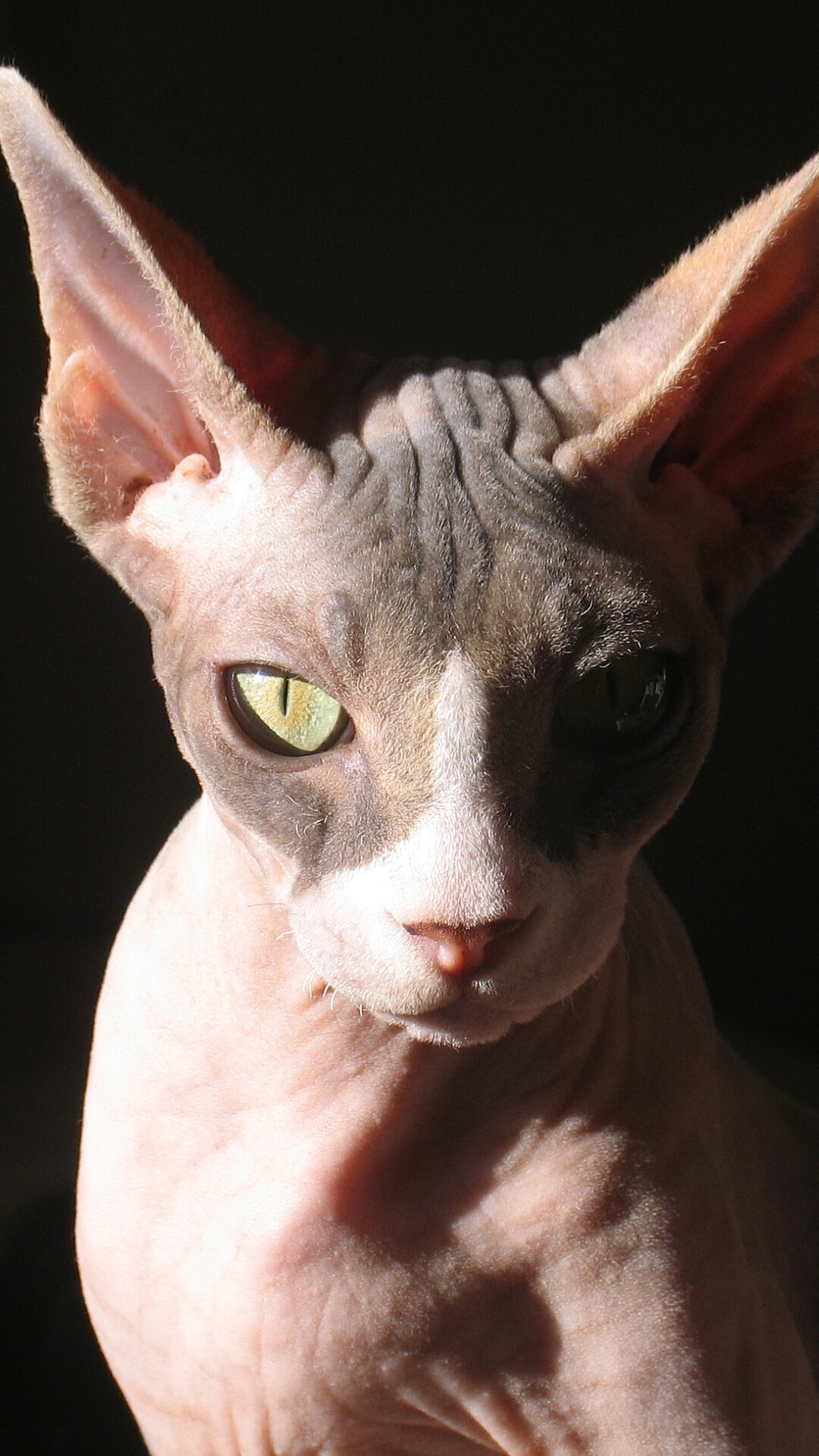 Sphynx Cat, Ethereal beauty, Striking image, Captivating charm, 1080x1920 Full HD Phone