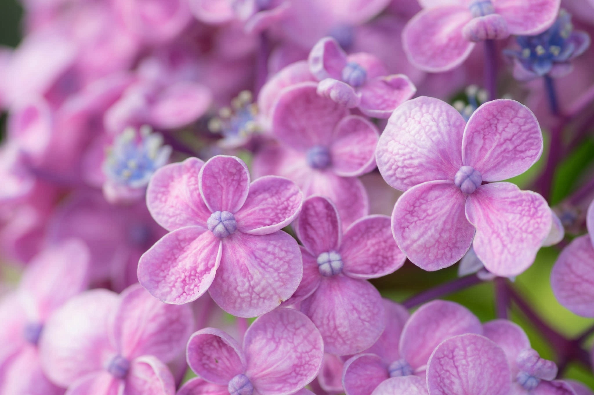Hydrangea macro, Pink flower wallpaper, Nature's wonder, Floral enchantment, 2050x1370 HD Desktop