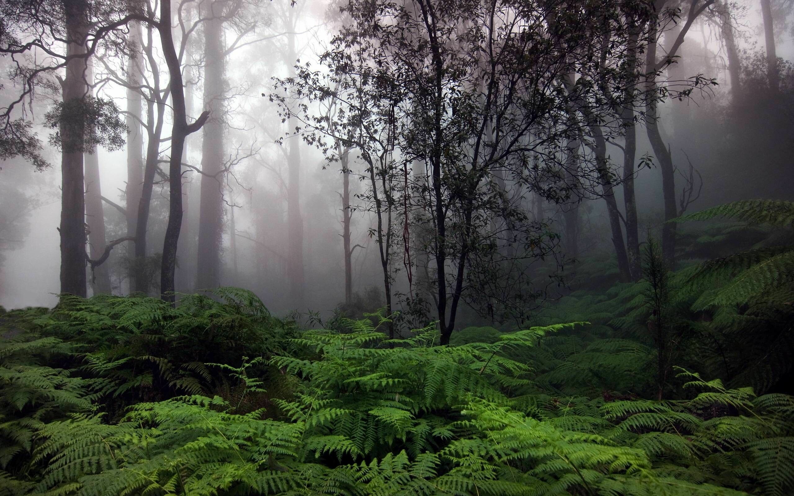 Rainy forest charm, 4K nature wonder, Serene backgrounds, Peaceful serenity, 2560x1600 HD Desktop