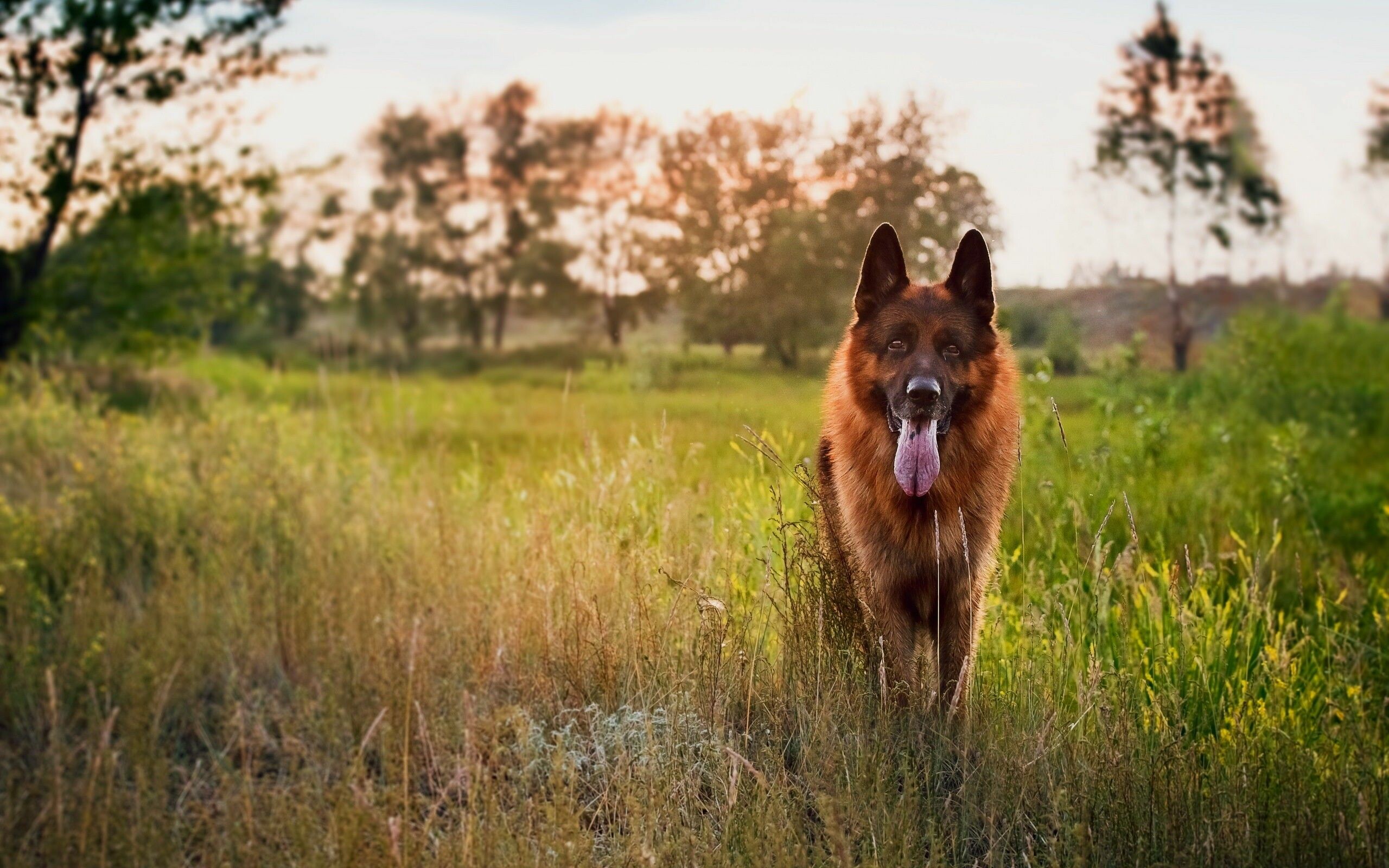 German Shepherd, Desktop wallpapers, Expert, 2560x1600 HD Desktop