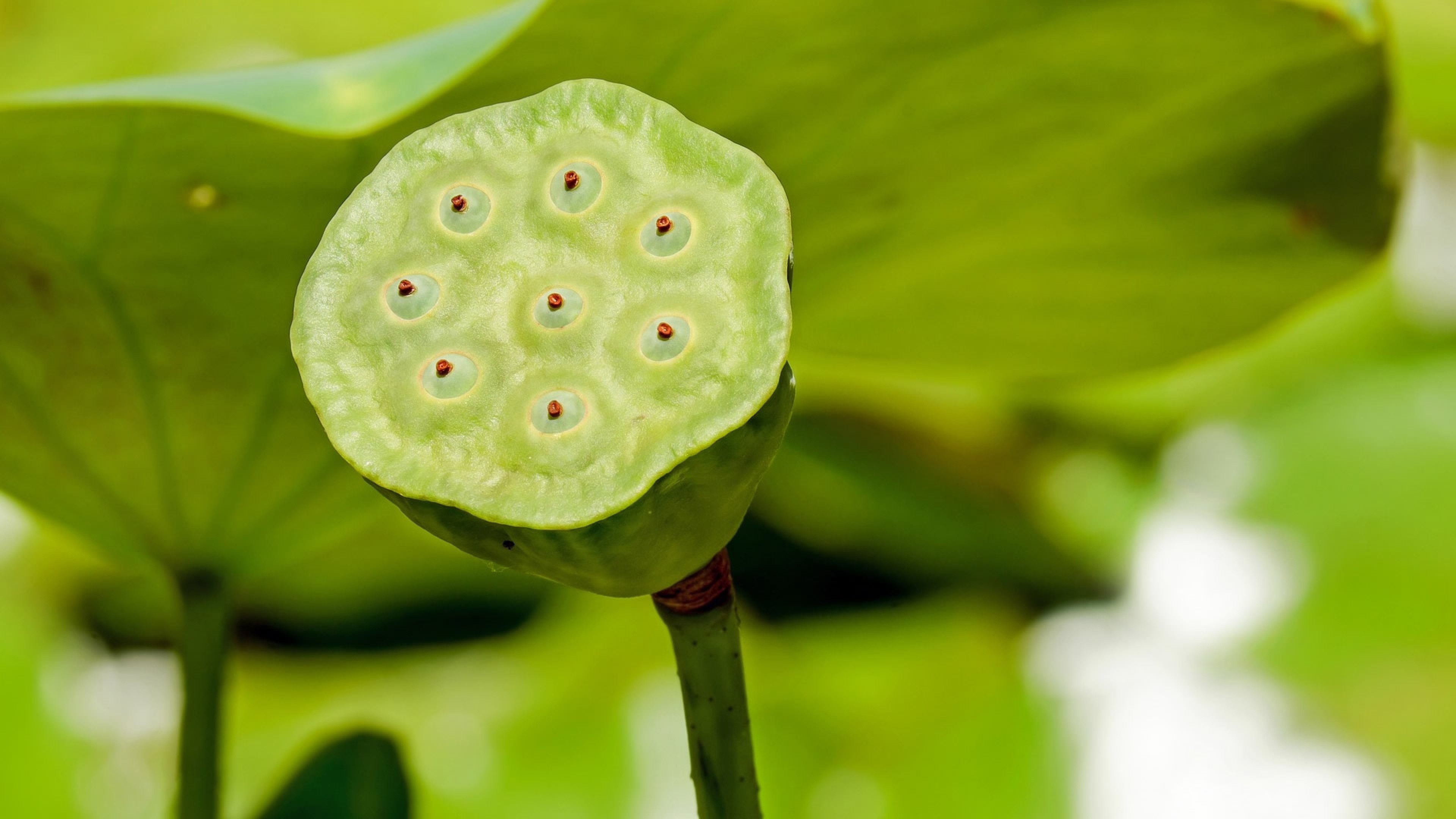 Lotus flower macro, Green leaves, 3840x2160 4K Desktop