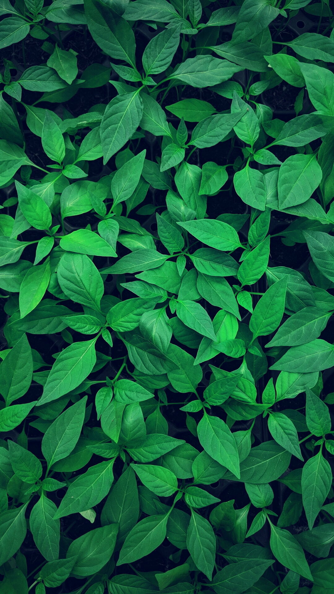 Plant leaves green wallpaper, Organic growth, Botanical wonders, Nature's art, 1080x1920 Full HD Phone