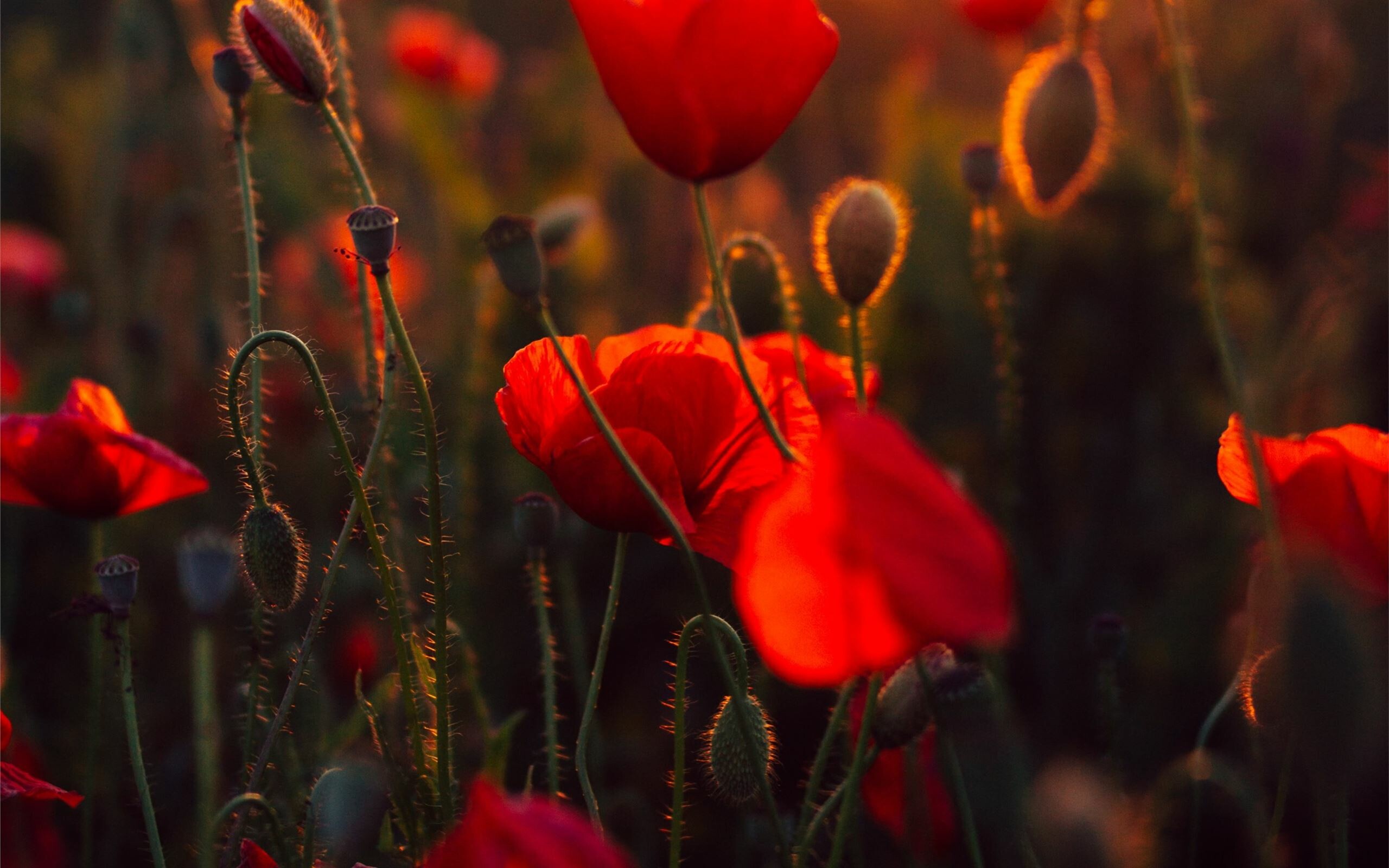 Poppy Mac wallpapers, Best selection, HD download, Floral beauty, 2560x1600 HD Desktop