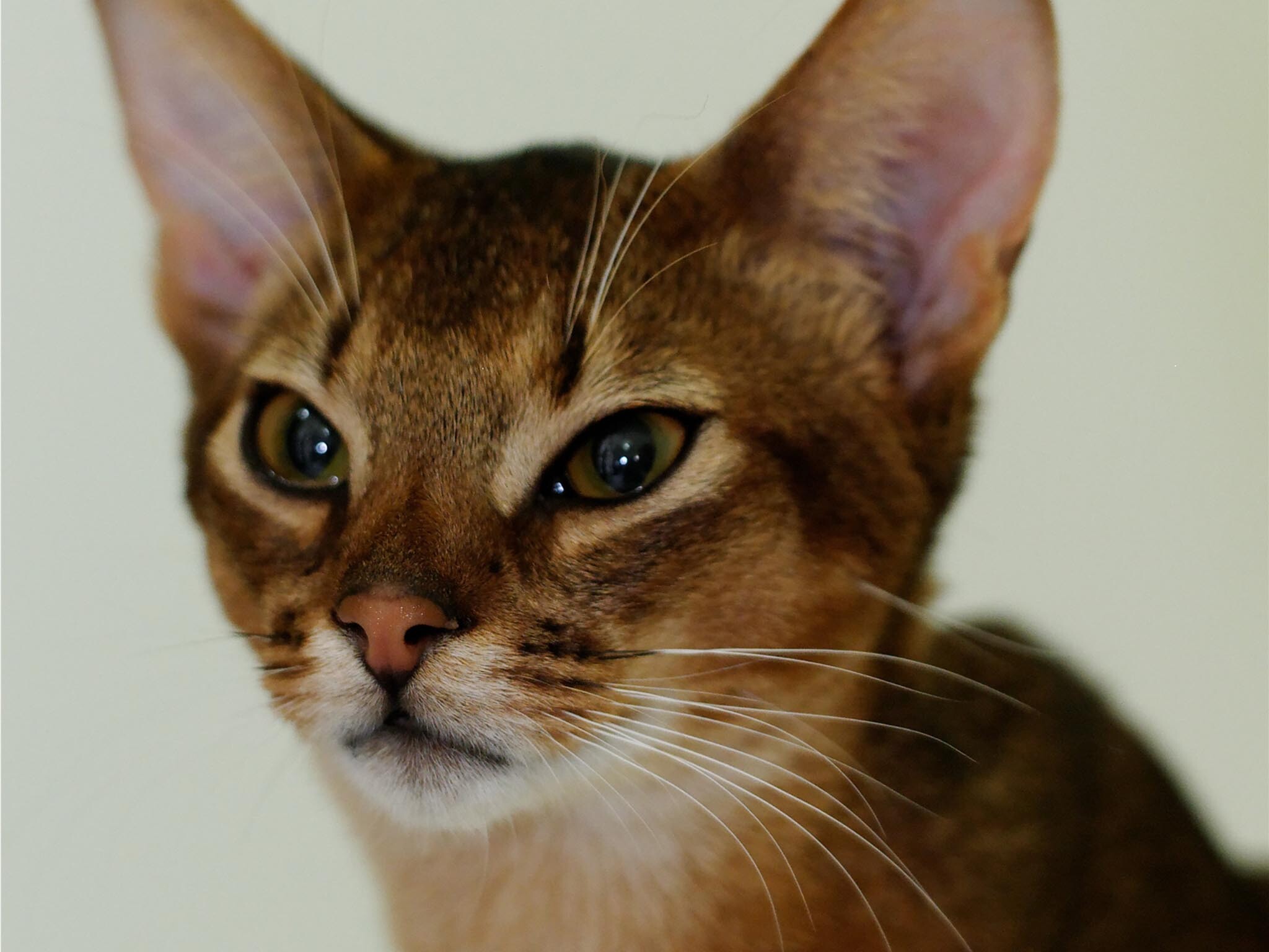 Close-up, Abyssinian Wallpaper, 2050x1540 HD Desktop