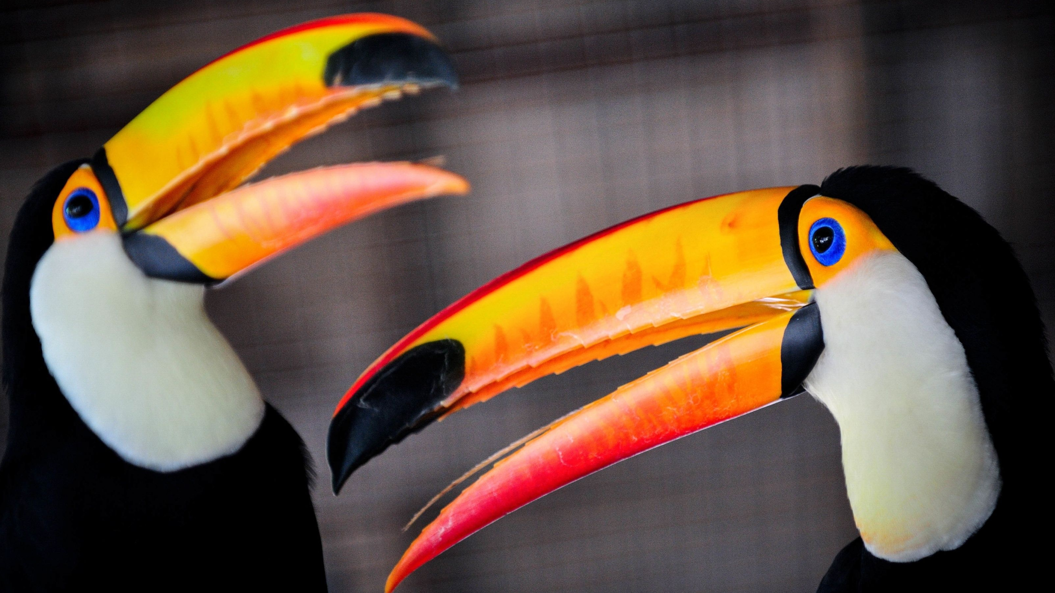 Toucan, Toco Toucan wallpapers, Top free backgrounds, Vibrant colors, 3560x2000 HD Desktop