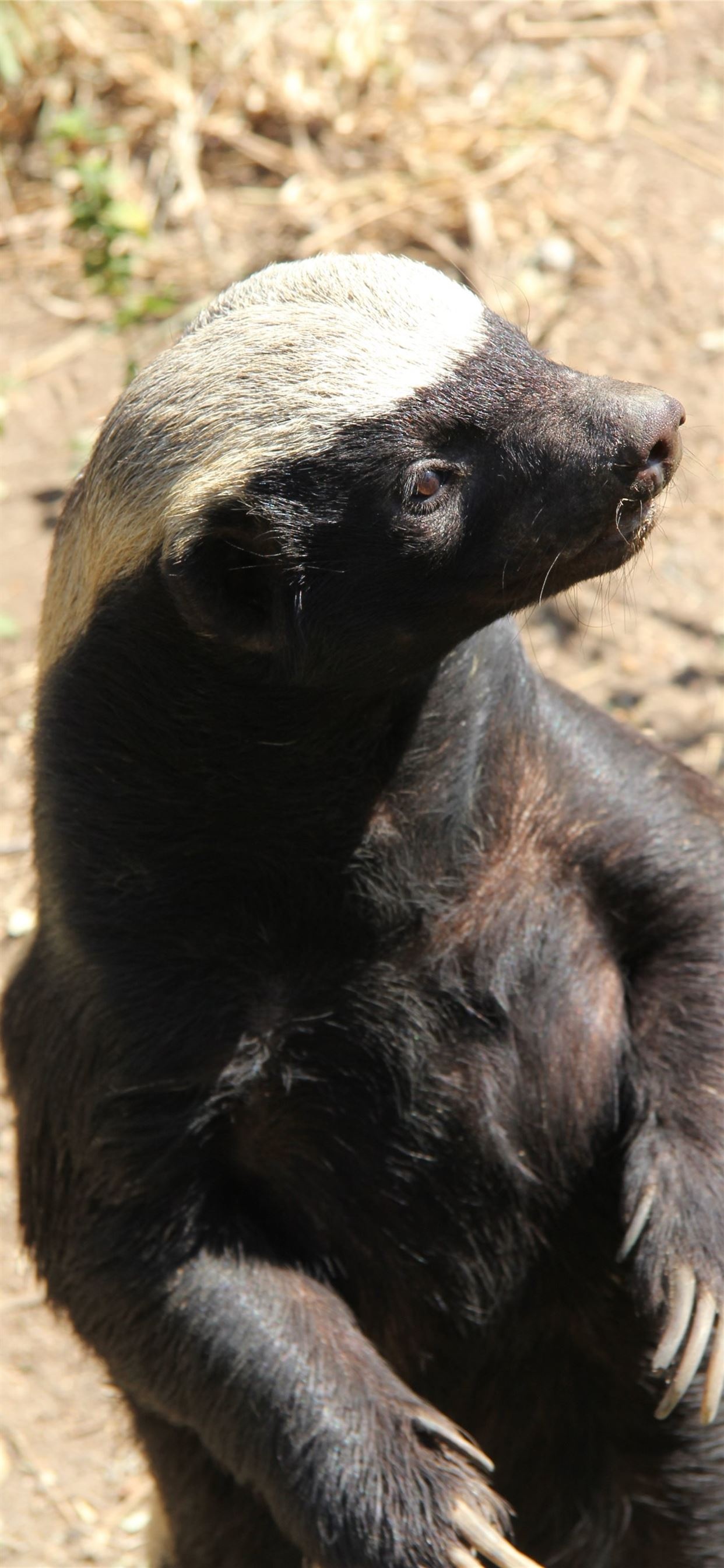 Honey Badger, Aardvark, Musical mammals, Free download, 1250x2690 HD Phone