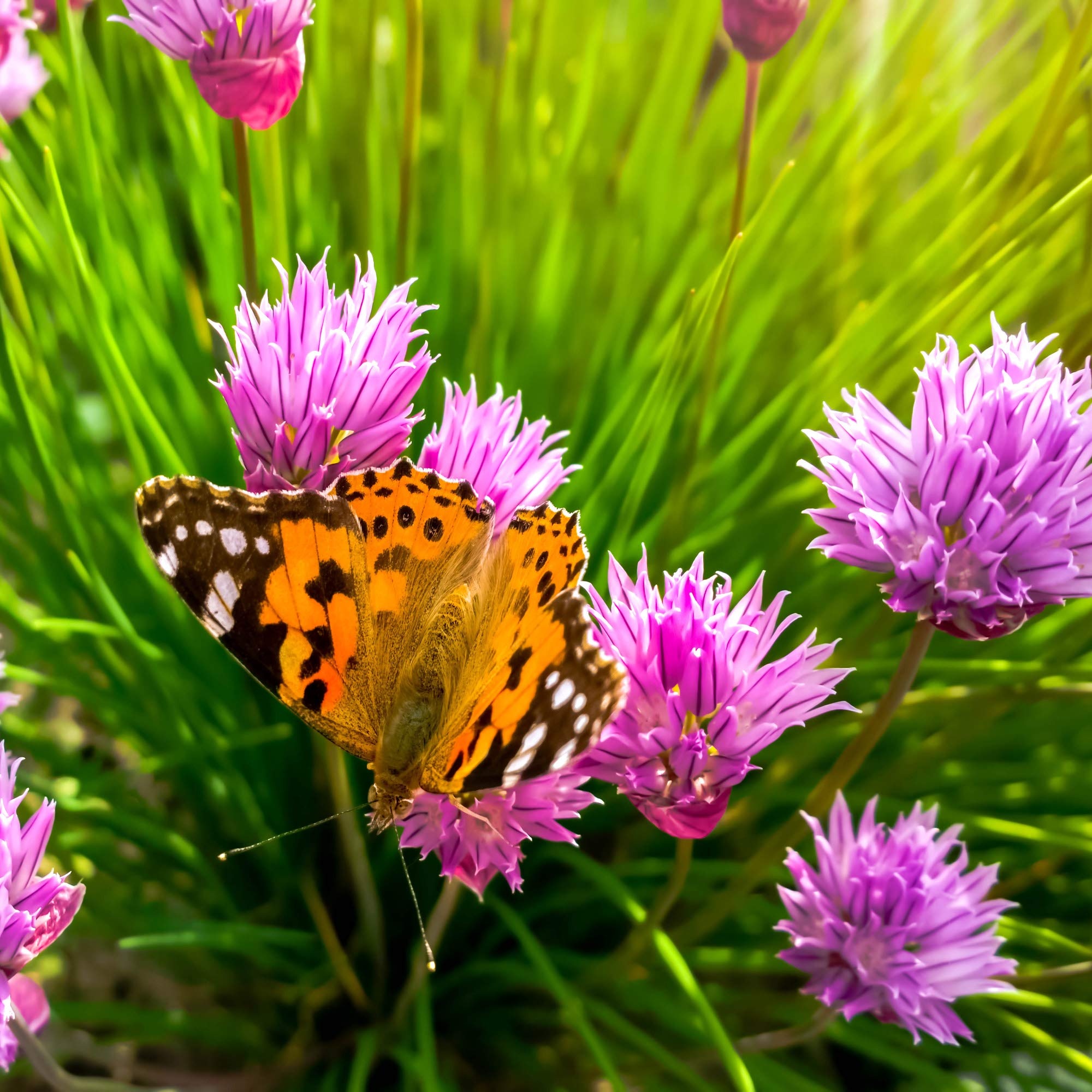 Outsidepride chives seed, Flowering plants, Patio, Lawn, 2000x2000 HD Phone