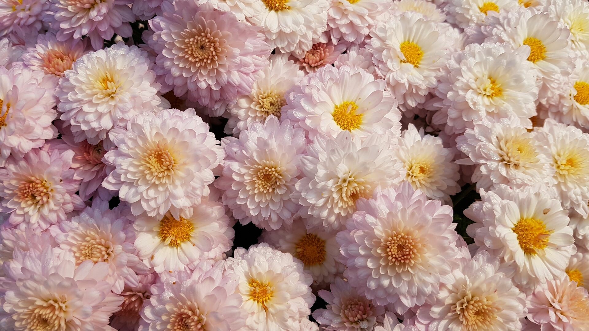 Chrysanthemum, Pink flower, Stunning wallpaper, Floral beauty, 1920x1080 Full HD Desktop