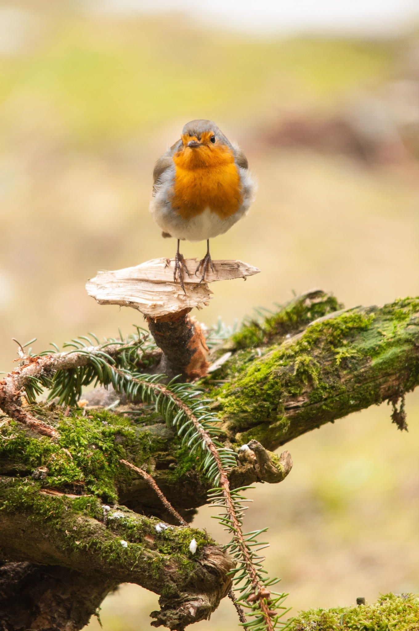 Robin cutest ever, Pet birds, Beautiful birds, Little birds, 1360x2050 HD Phone