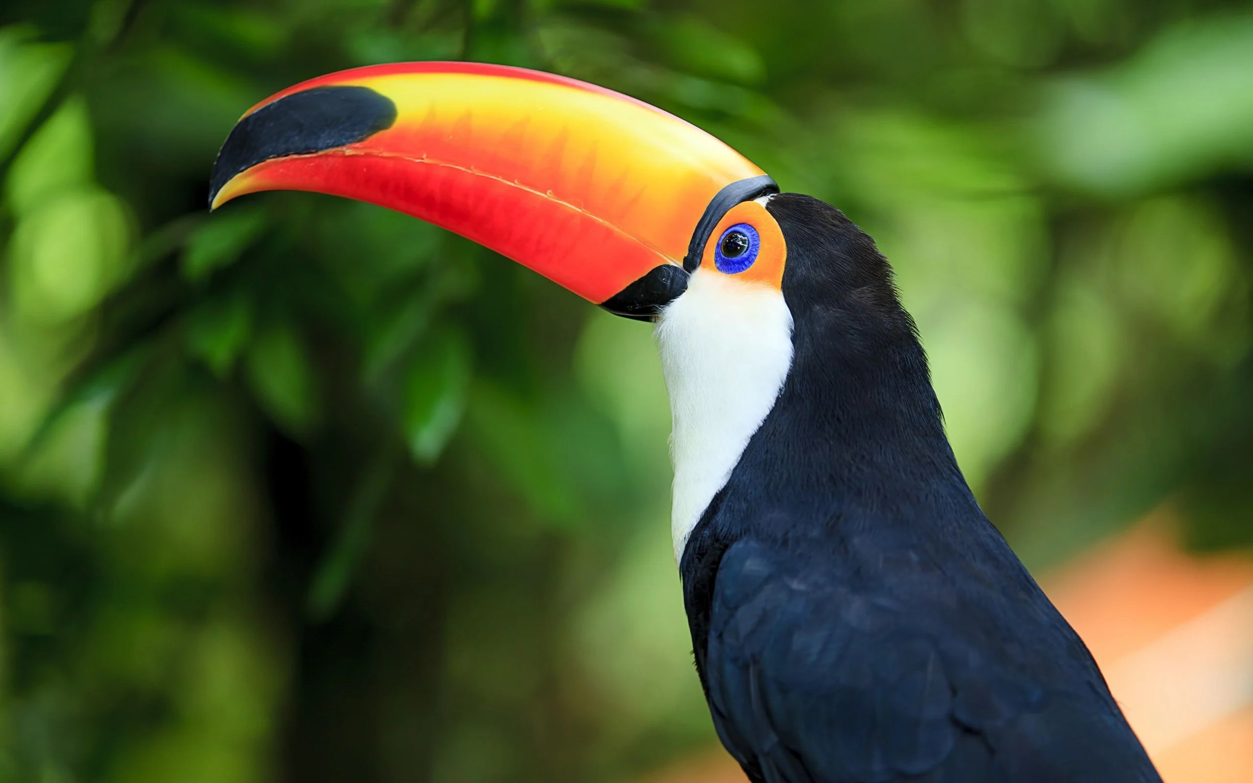 Toucan, Toco Toucan wallpapers, Top free backgrounds, Vibrant colors, 2560x1600 HD Desktop