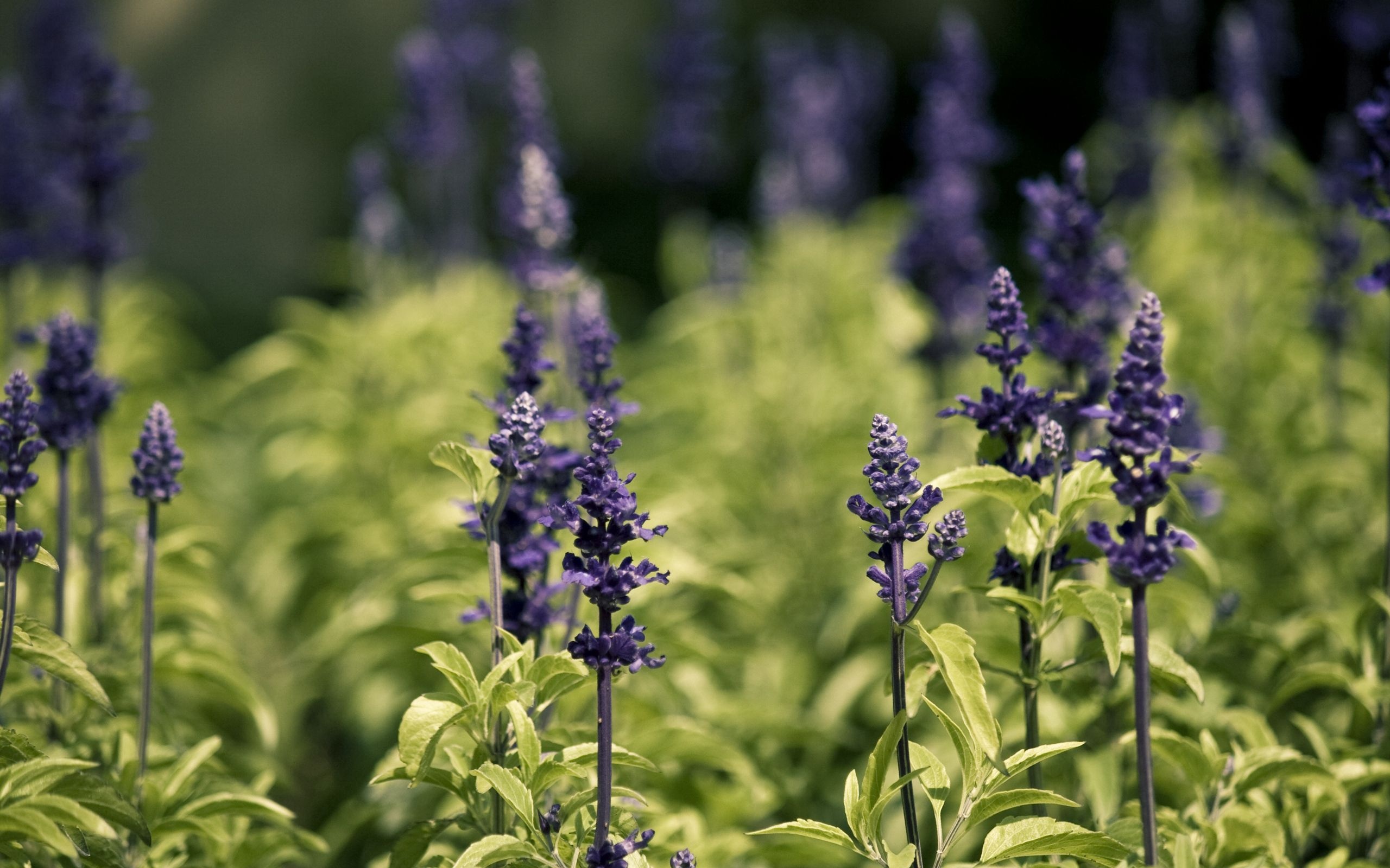 Sage herb, HD desktop wallpaper, Polyana glade, Free picture download, 2560x1600 HD Desktop