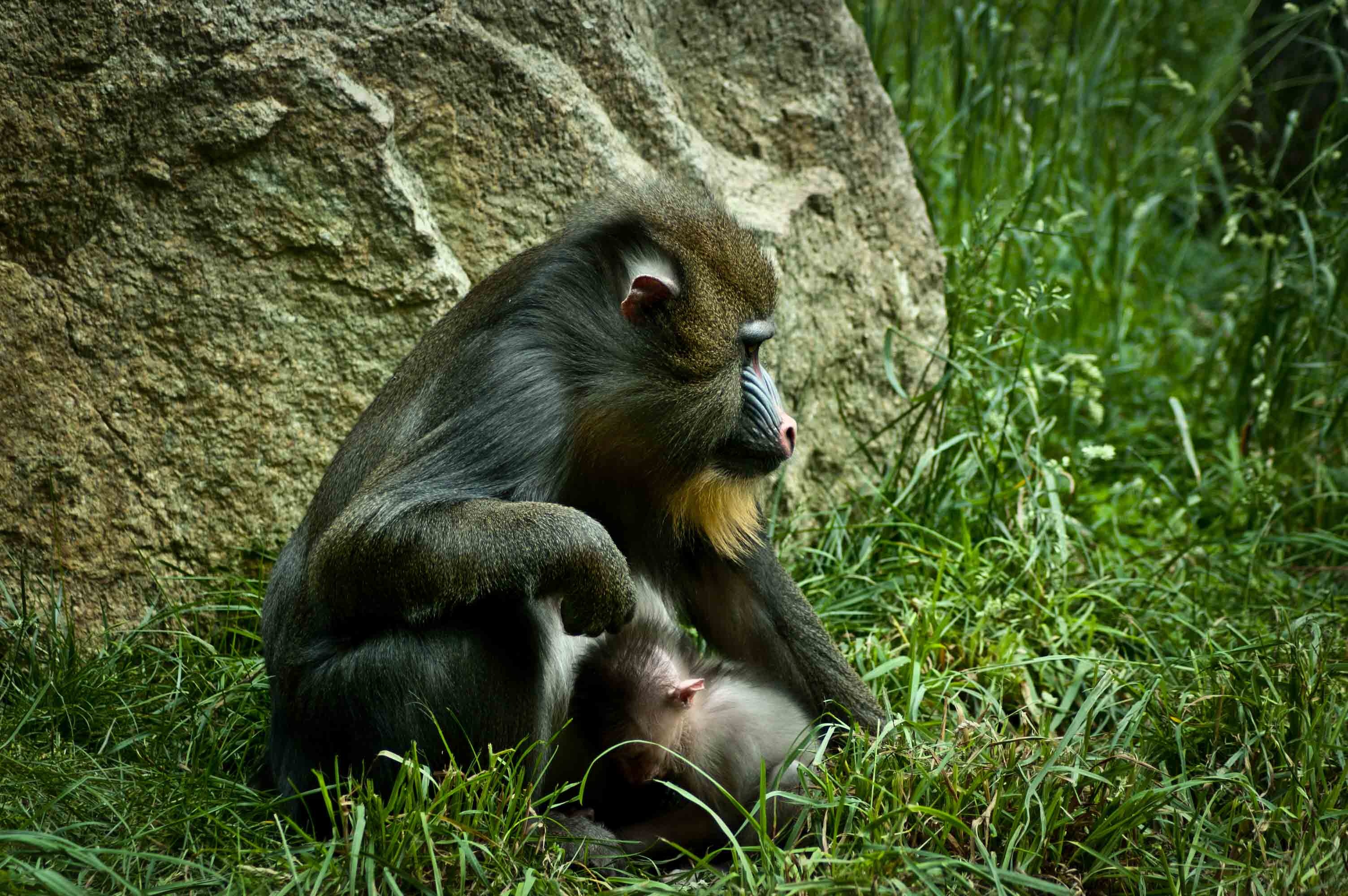 Stunning baboon imagery, Dramatic wildlife, Nature's artistry, Wildlife photography, 3010x2000 HD Desktop