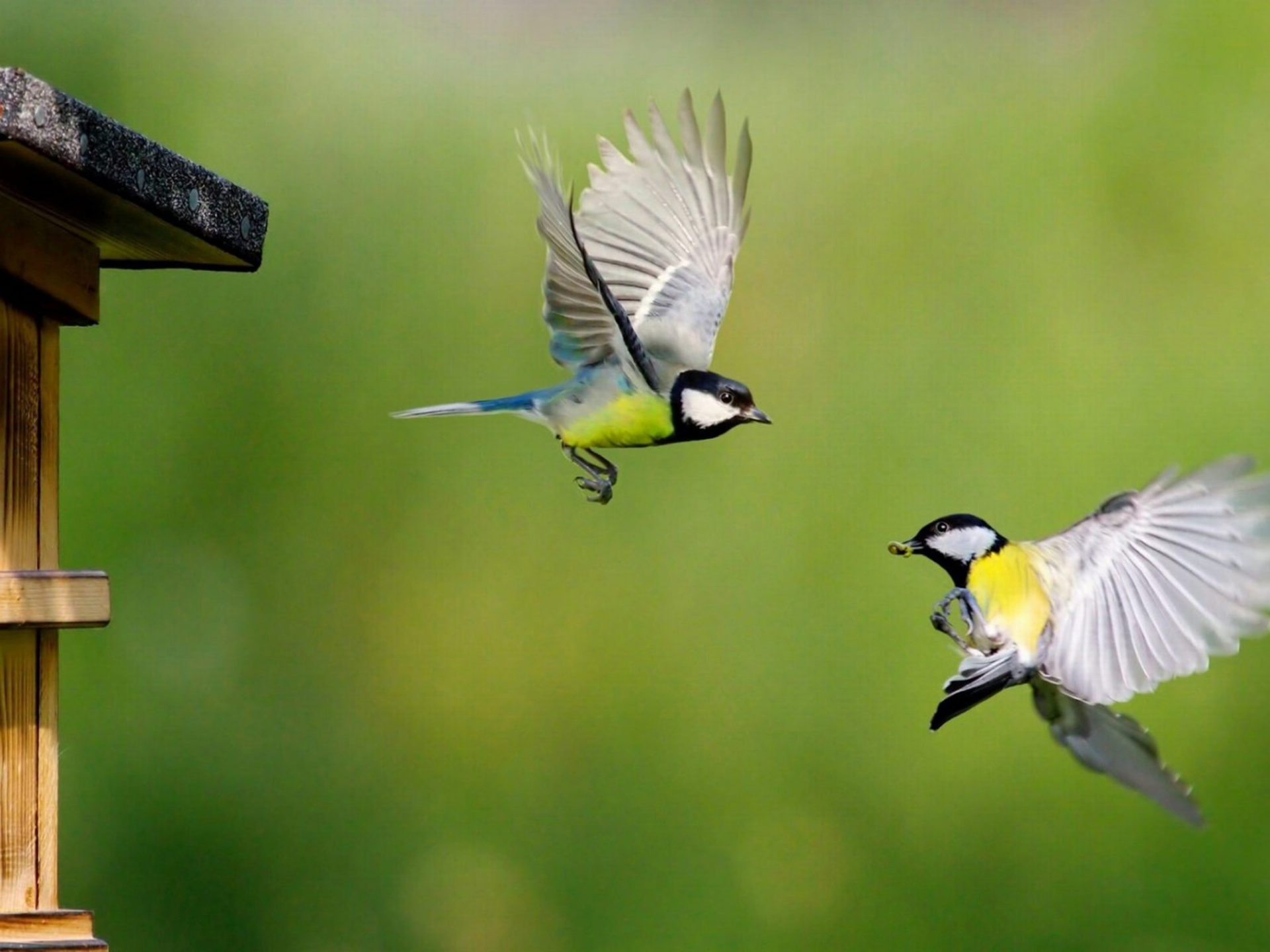 Eurasian blue tit, Birds in flight, HD wallpapers, Mobile phones, 1920x1440 HD Desktop