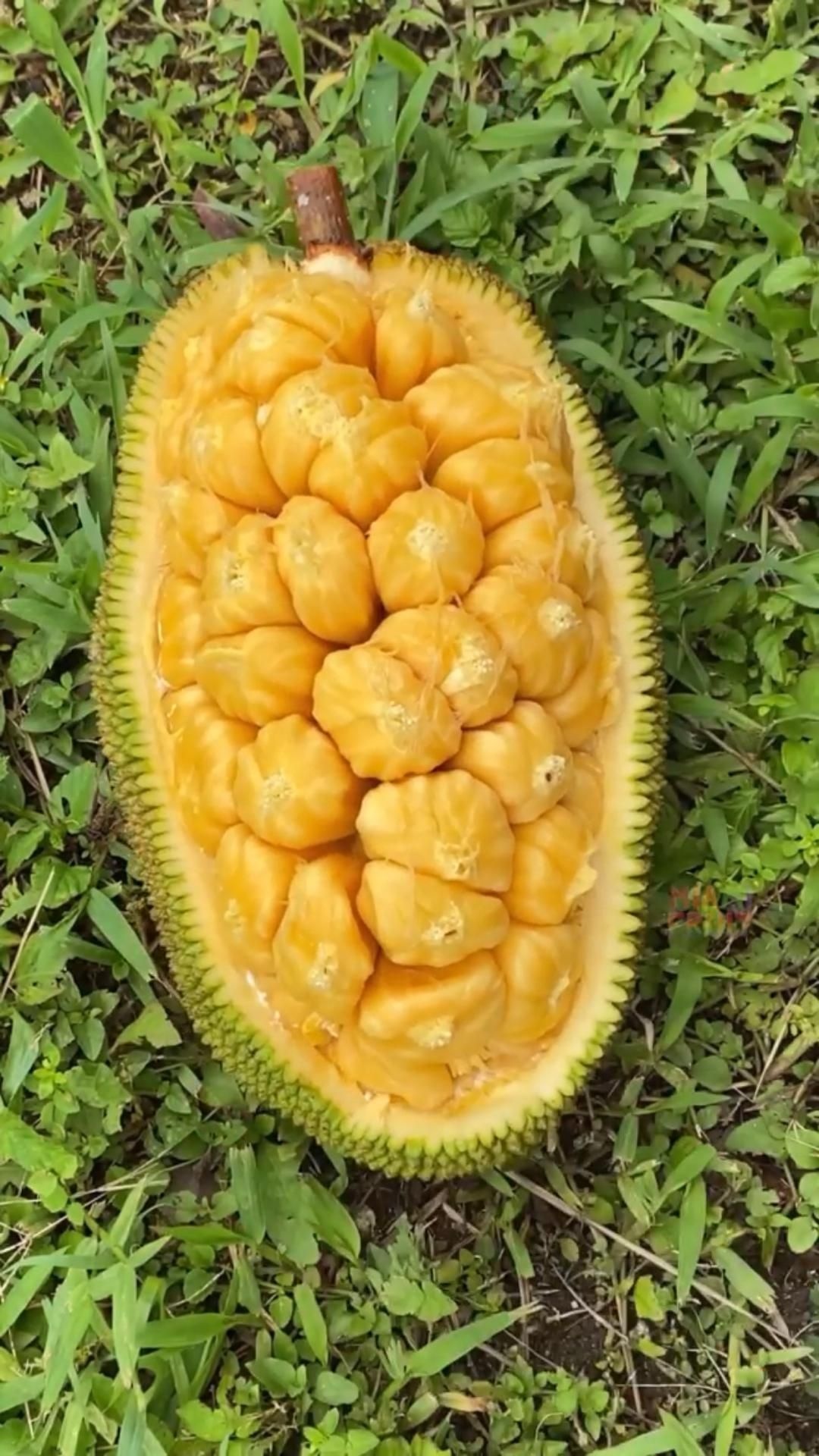 Cempedak fruit, Tropical wonder, Exotic flavors, Pinterest inspiration, 1080x1920 Full HD Phone