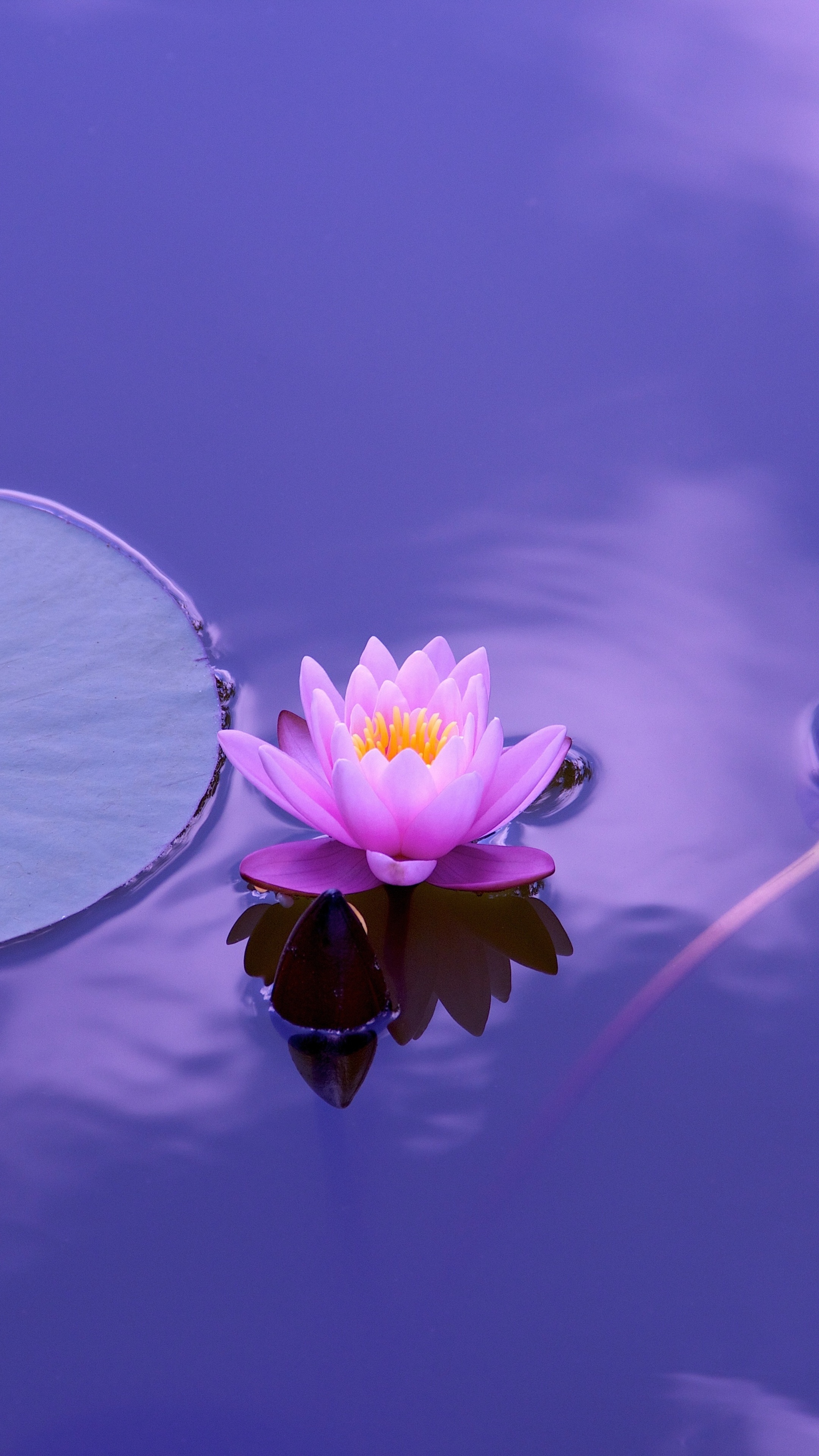 Pygmy waterlily, Lotus (Flower) Wallpaper, 2160x3840 4K Phone