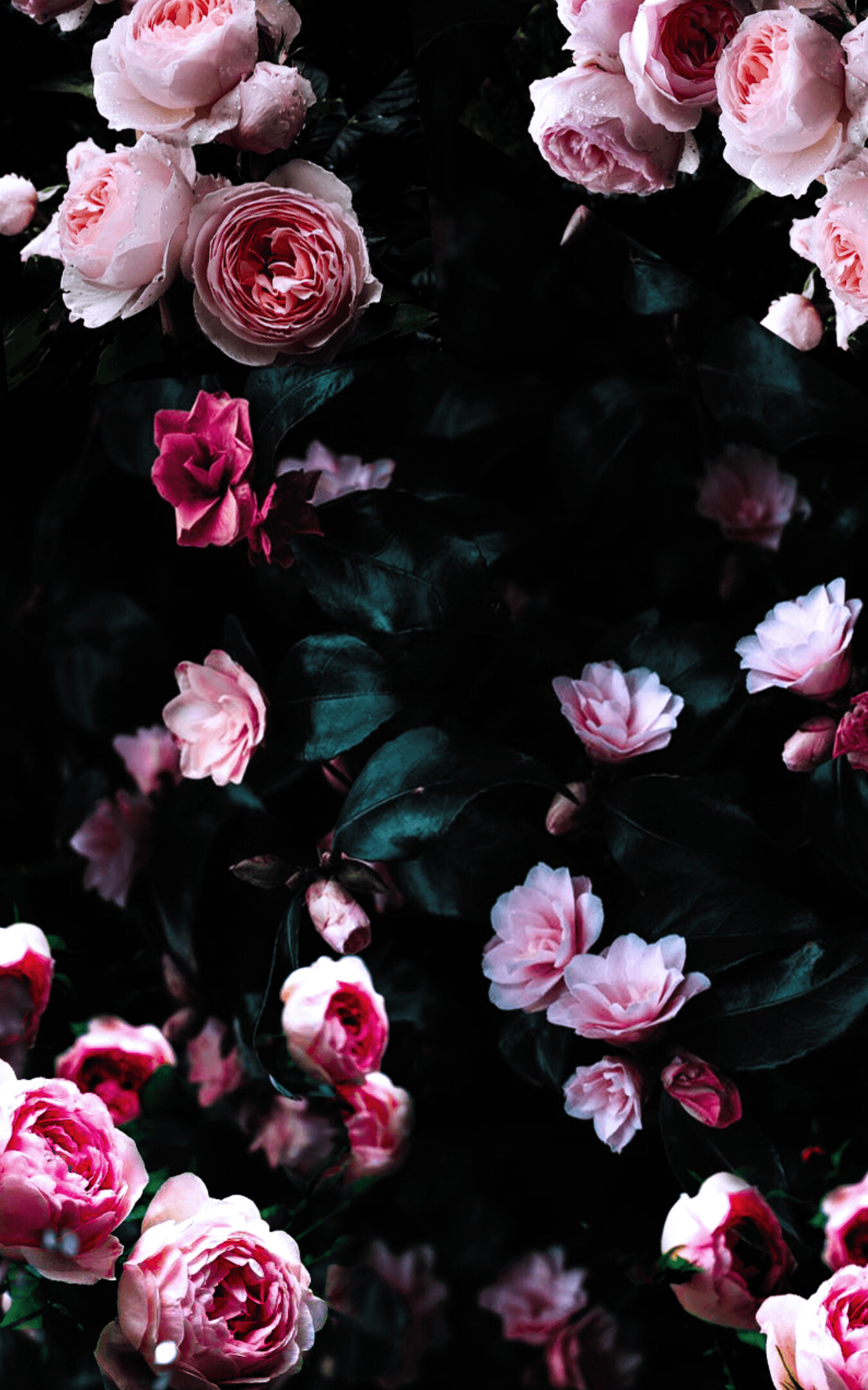 Dark flowers, 4K HD, Mysterious beauty, Gothic vibes, 1350x2160 HD Phone