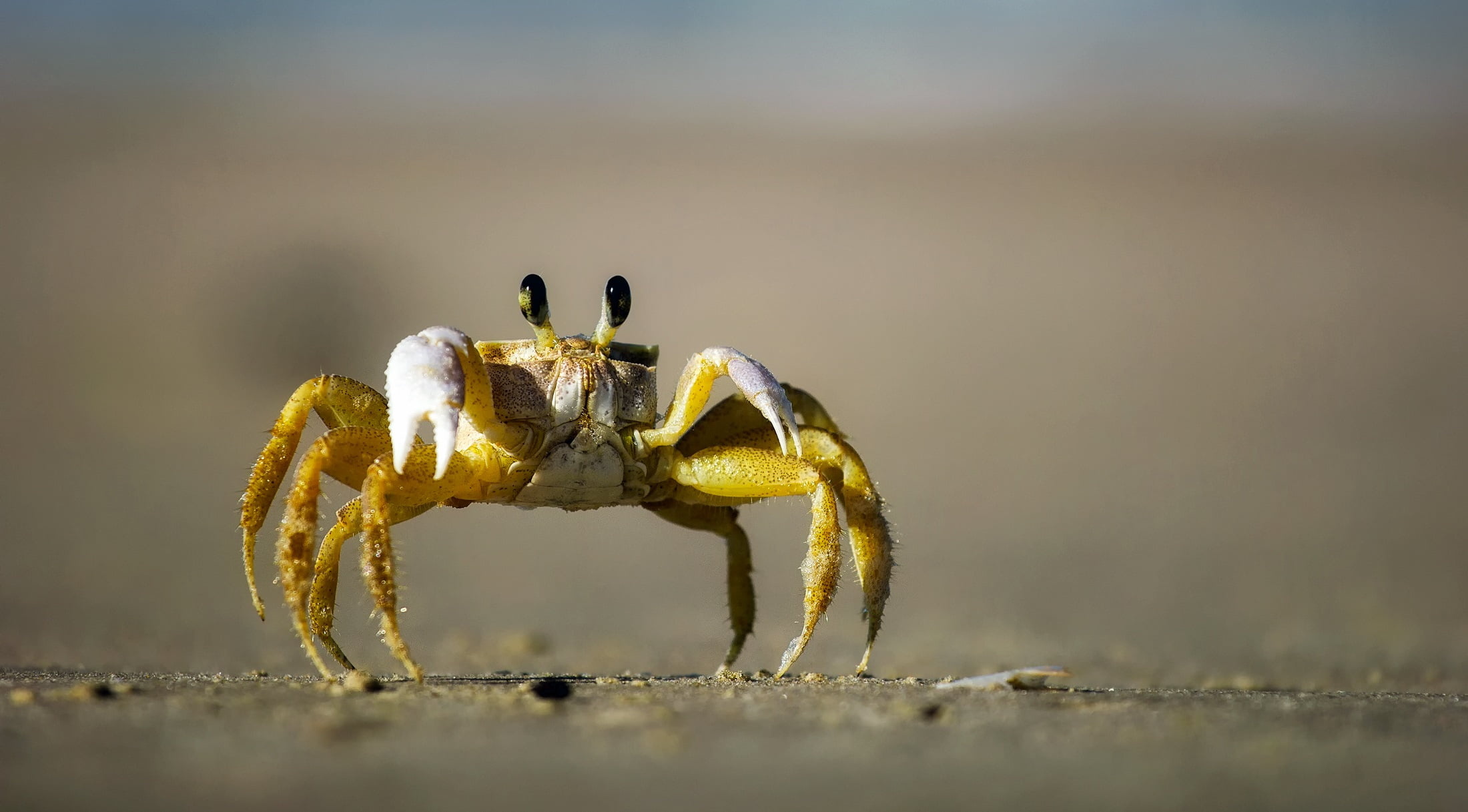 Golden ghost crab, Crabs Wallpaper, 2200x1220 HD Desktop