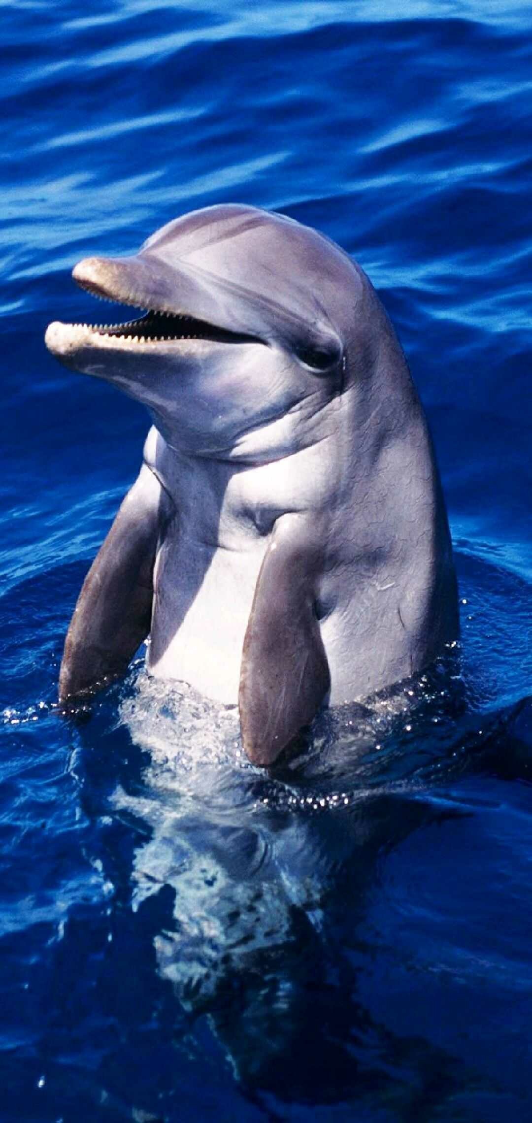 Dolphin wallpaper, Underwater beauty, Marine life, Captivating image, 1080x2280 HD Phone