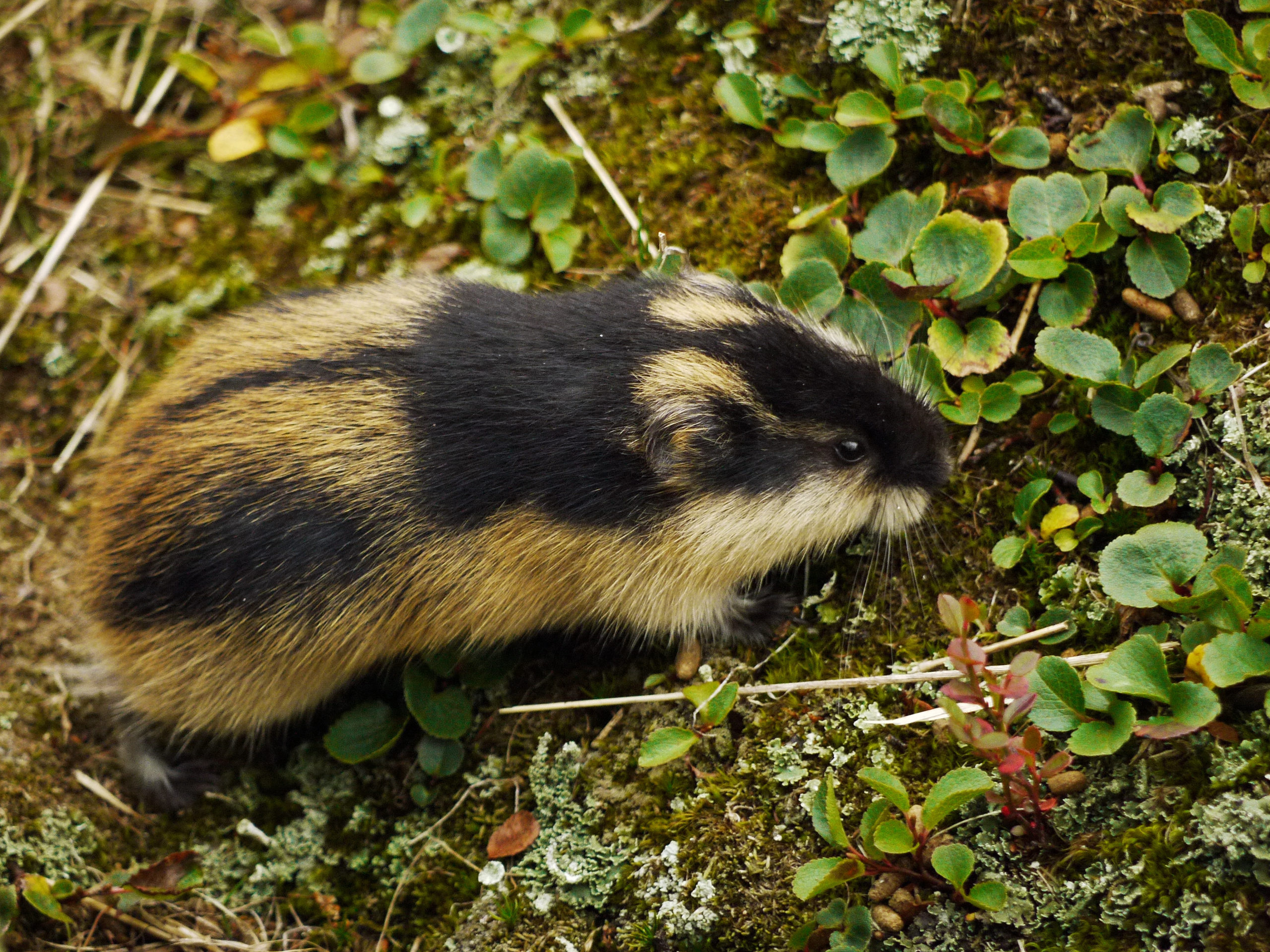 Lemming, Arctic mammal, Tiny climber, Lemming species, 2560x1920 HD Desktop