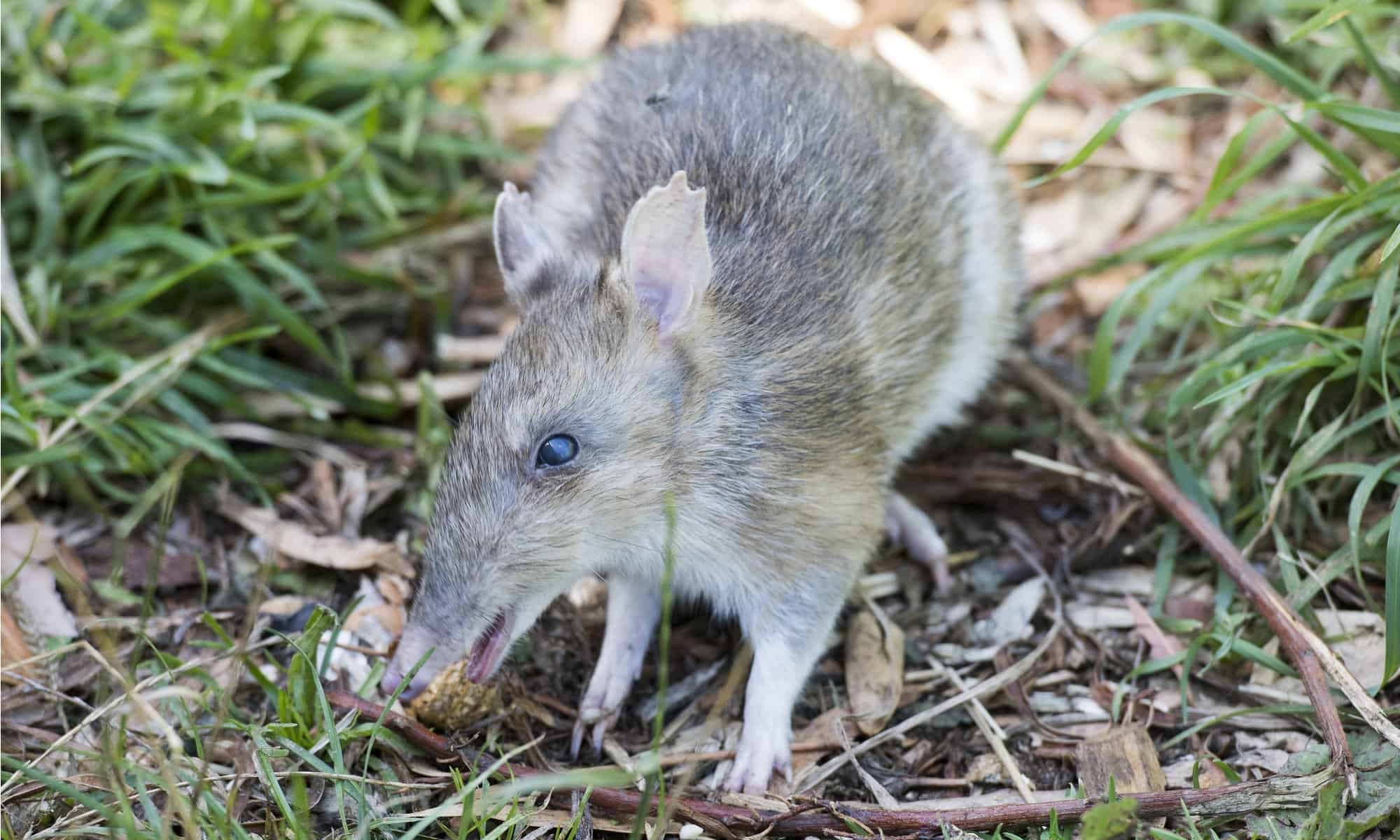 Eastern barred bandicoot, Unique species, Captivating imagery, Wildlife portrayal, 2000x1200 HD Desktop