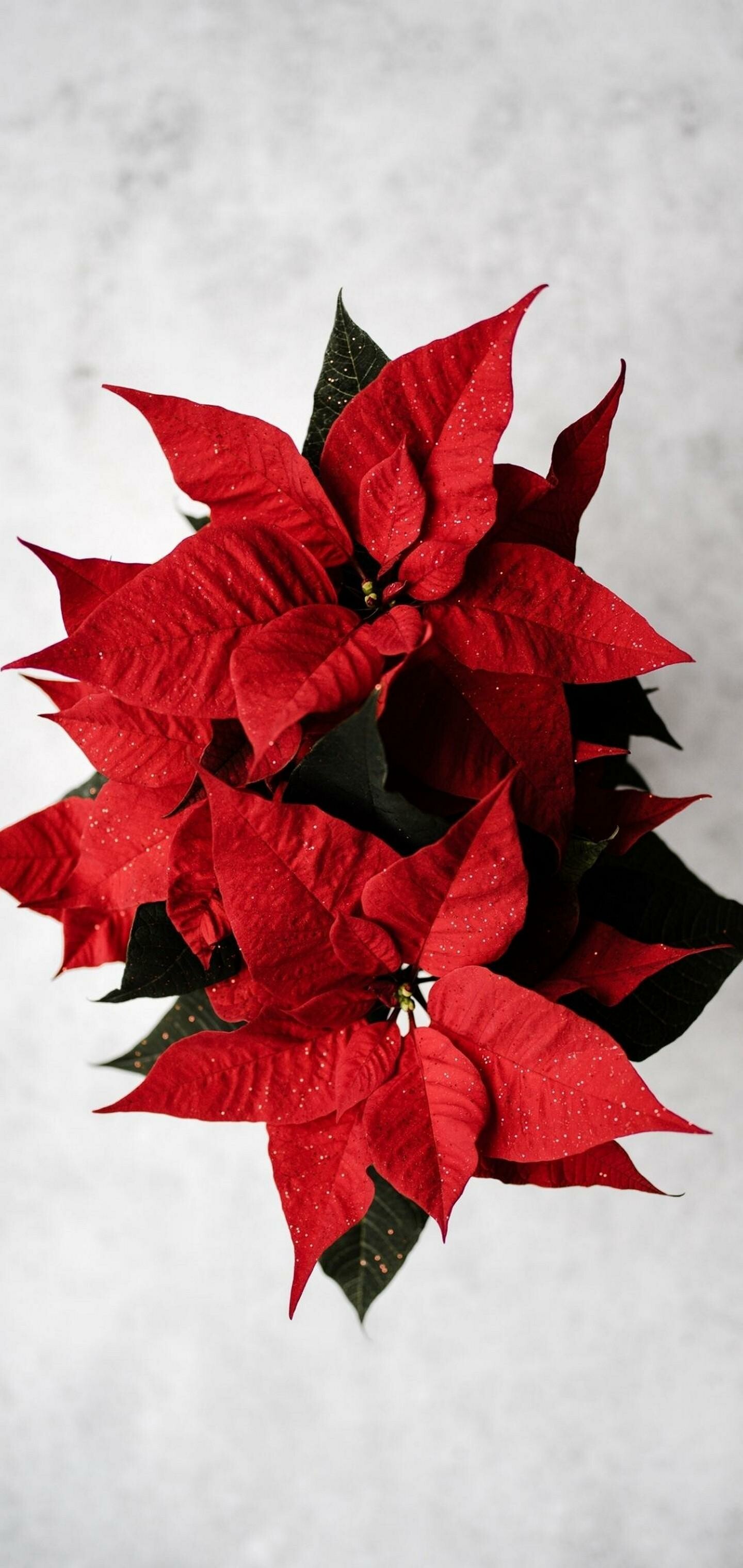 Red poinsettia wallpapers, Vibrant colors, 1440x3040 HD Phone