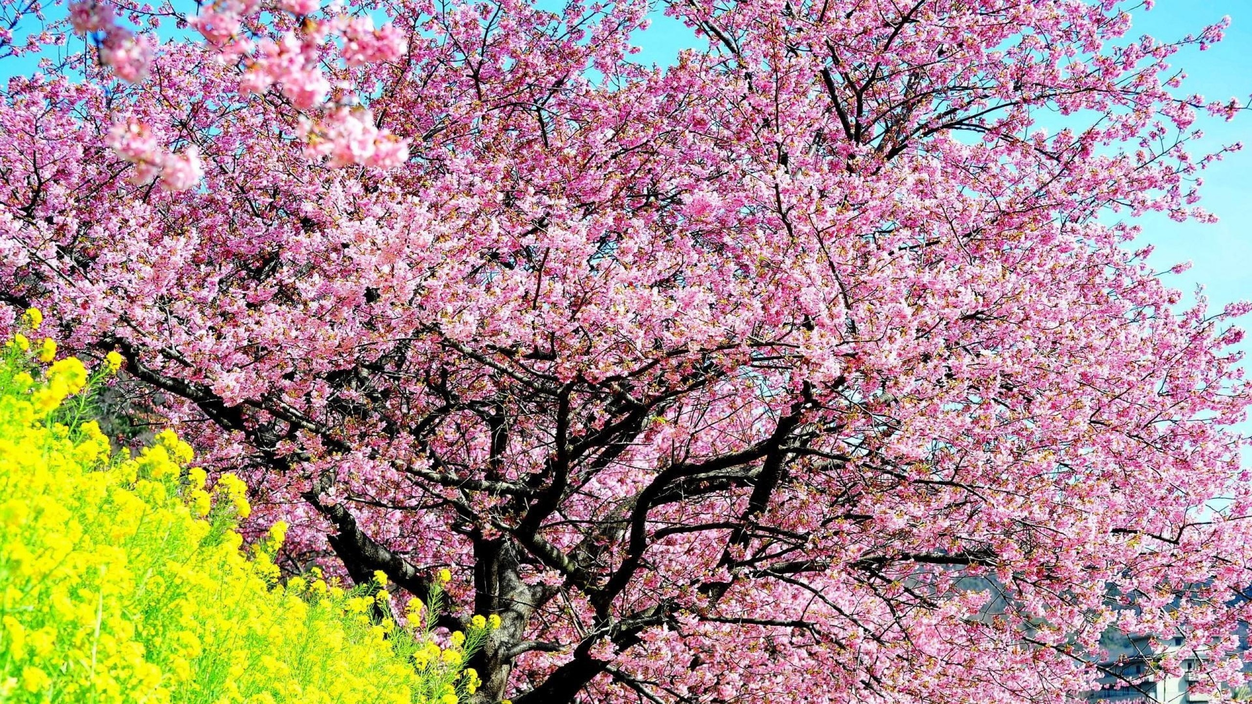 Kawazu sakura tree, Yellow nanohana flowers, Clear blue sky, HD Desktop wallpaper