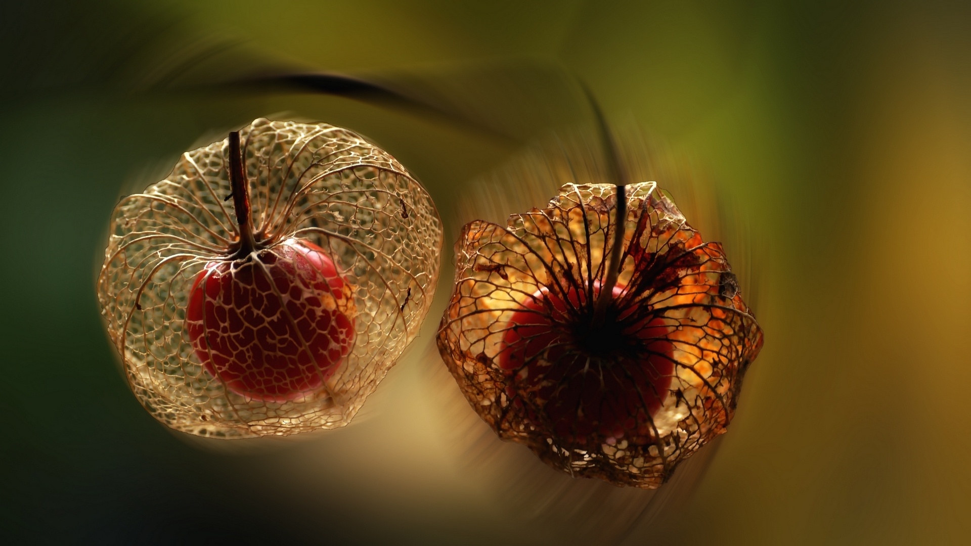 Physalis, Desktop backgrounds, Stunning images, Captivating photos, 1920x1080 Full HD Desktop