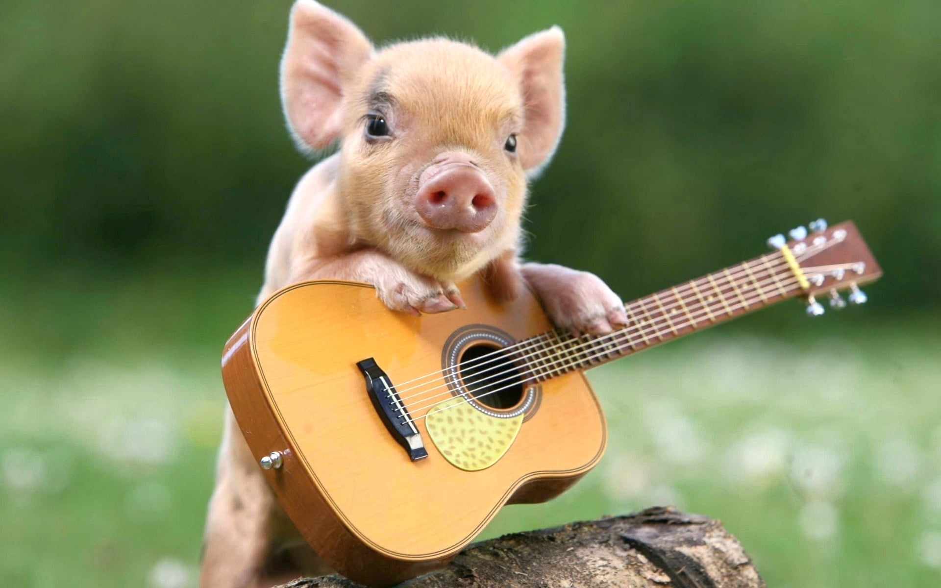 Baby pig, Ukulele Wallpaper, 1920x1200 HD Desktop