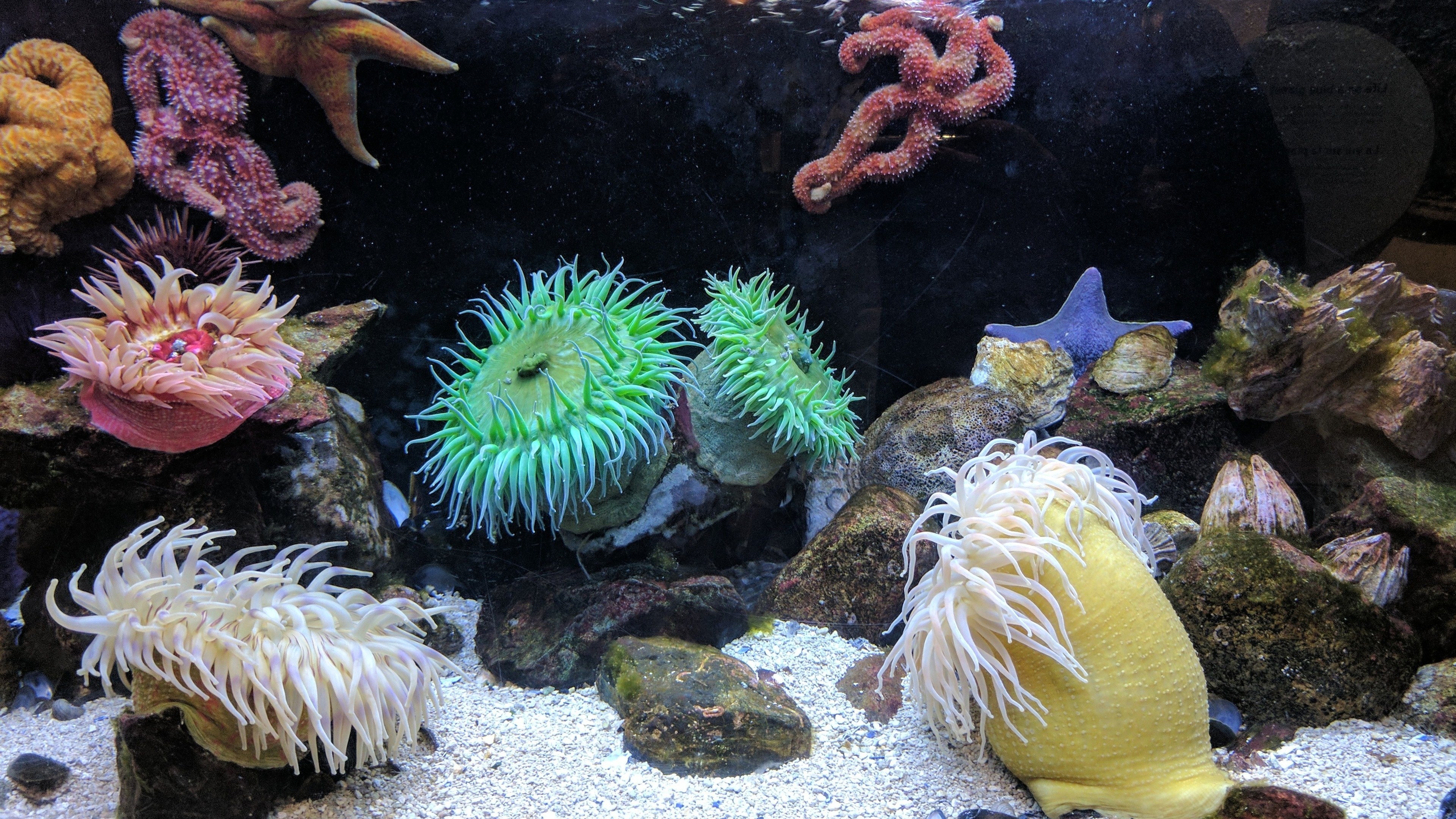 Anemone fascination, Stunning wallpapers, Sarah Cunningham's collection, Aquatic beauty, 3840x2160 4K Desktop