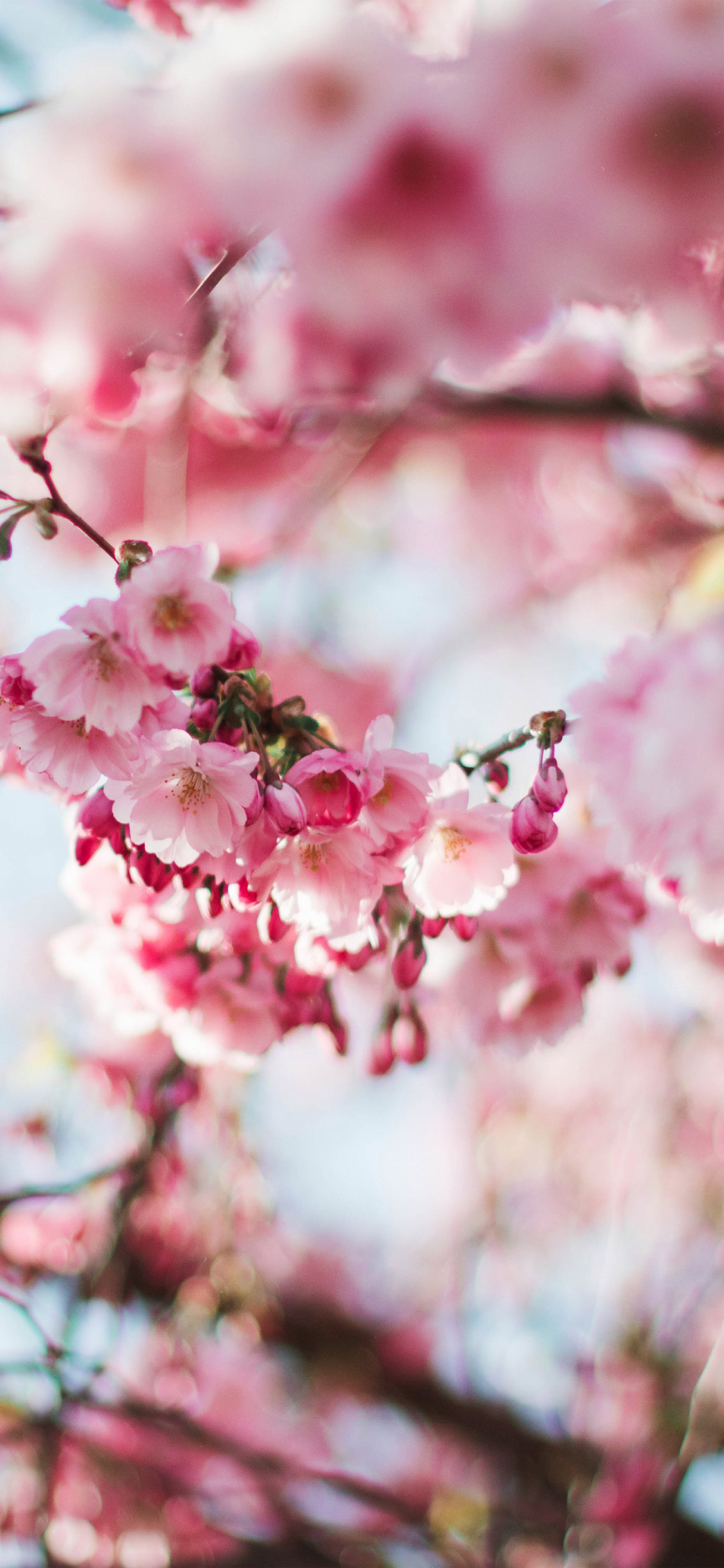 Pink cherry blossoms, Spring sakura branch, Sunlit floral bokeh, HD Phone wallpaper