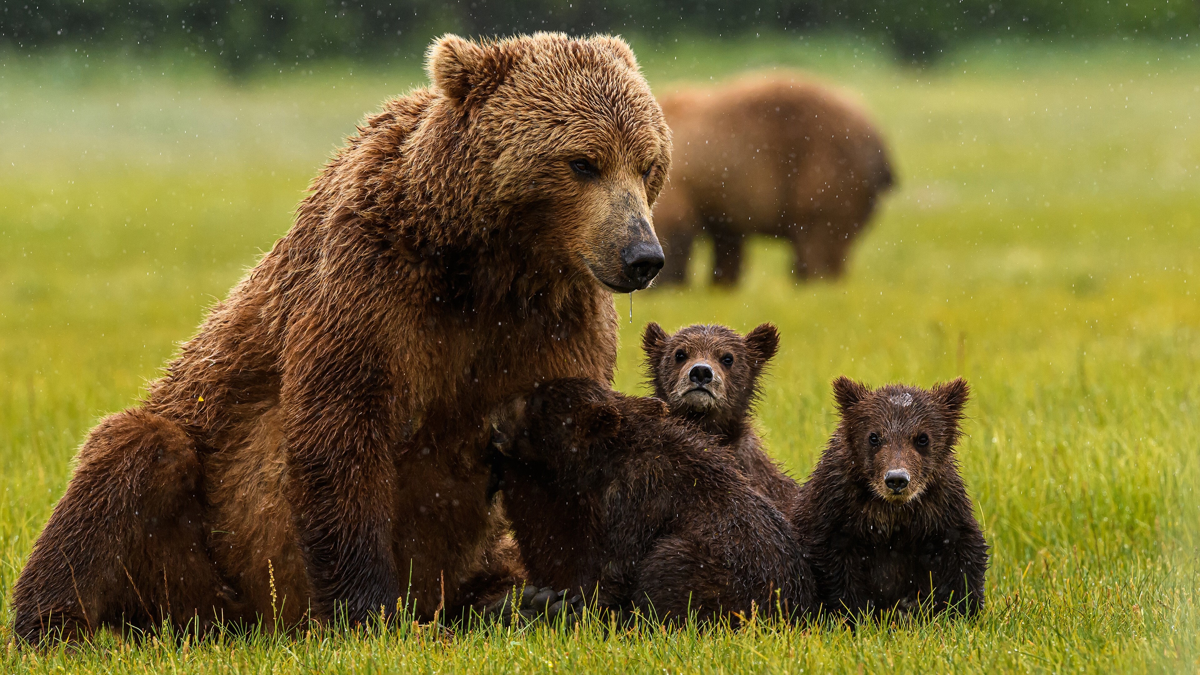 Animal bear HD wallpapers, High-resolution images, Wildlife beauty, Majestic creatures, 3840x2160 4K Desktop