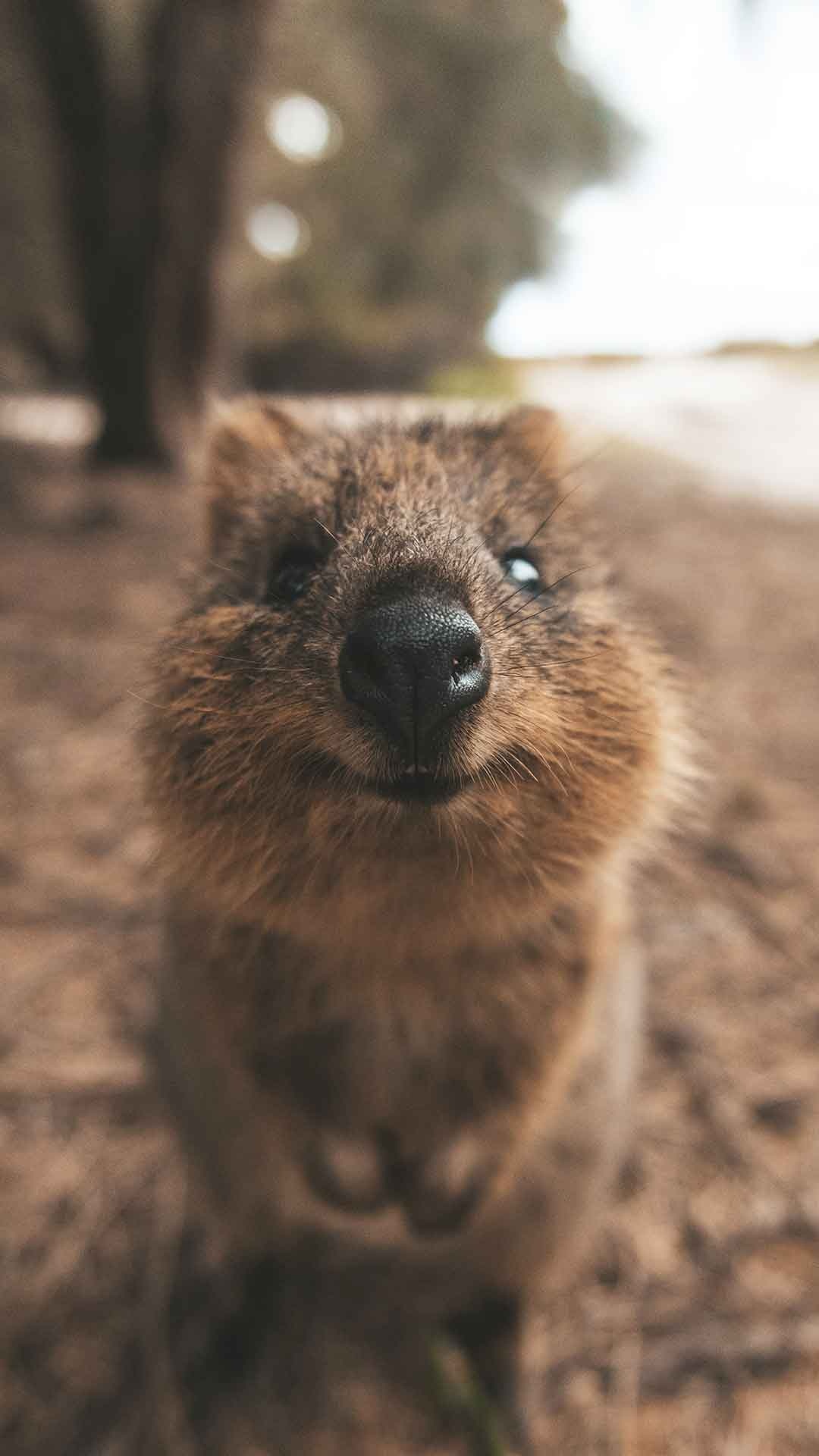 Quokka TV show, Singapore travel, Quokka exploration, Adventure series, 1080x1920 Full HD Phone