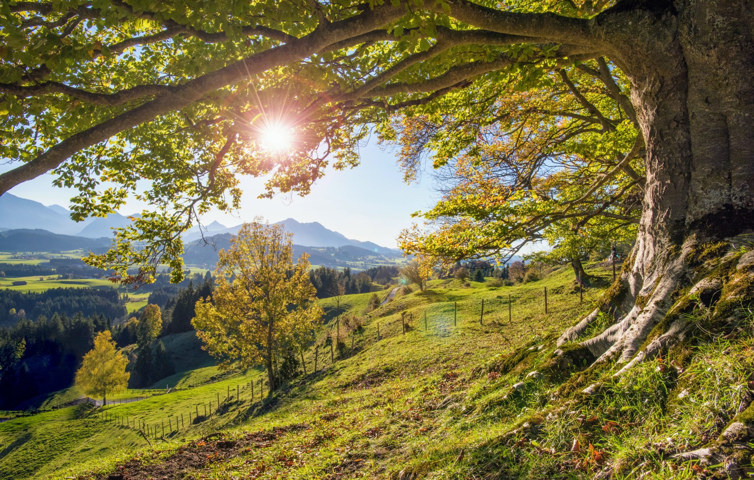 Beech trees in Southern Europe, Growth declines, Environmental challenges, Nature's battle, 2560x1640 HD Desktop