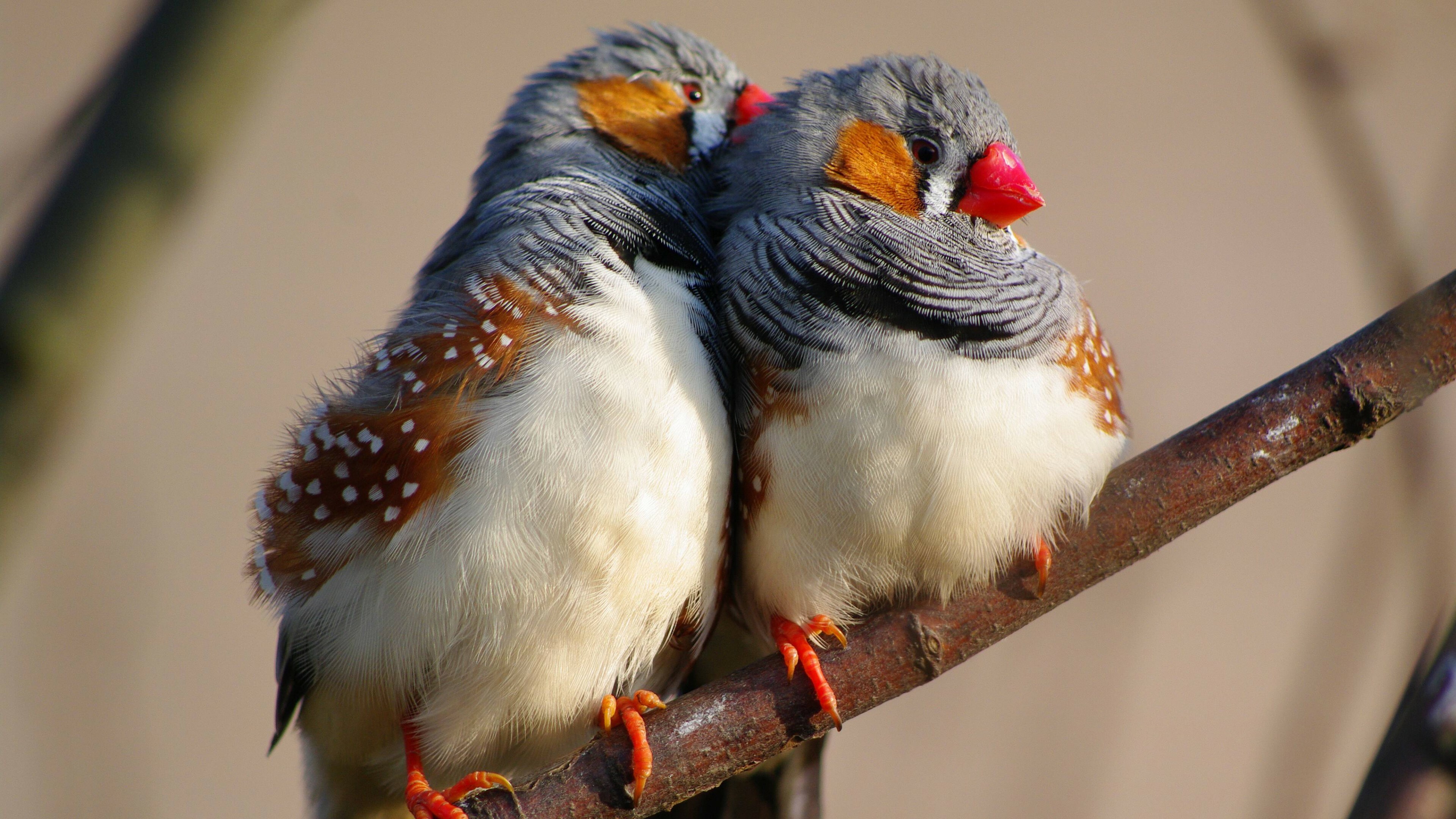 Zebra finch, Birds Wallpaper, 3840x2160 4K Desktop