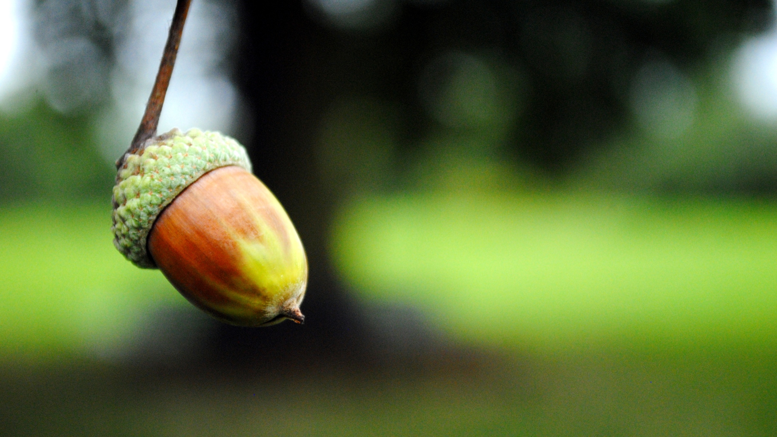 Symbol of autumn, Oak tree offspring, Nature's treasure, Seasonal beauty, 2560x1440 HD Desktop